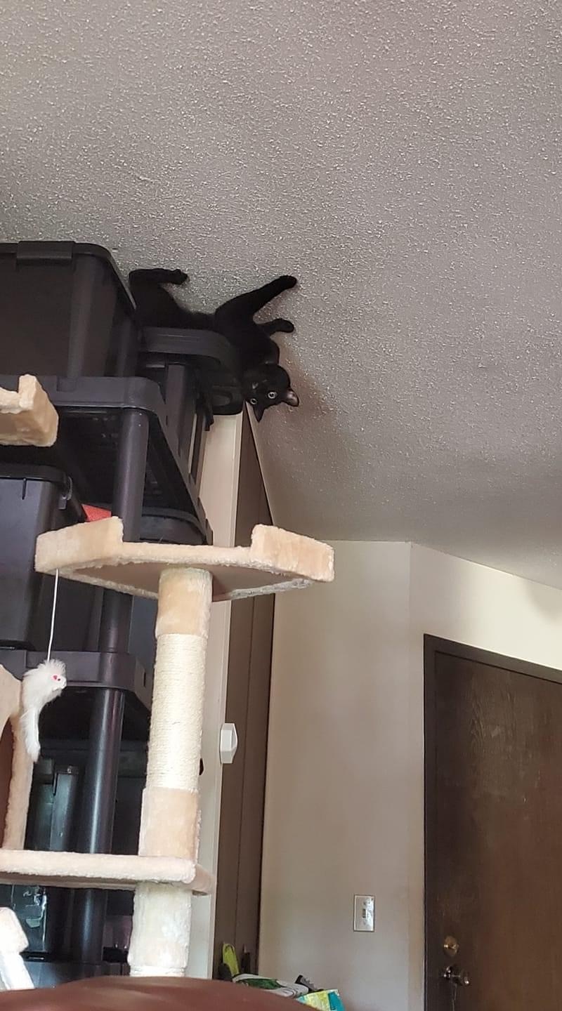 Large spider - cat, Spider