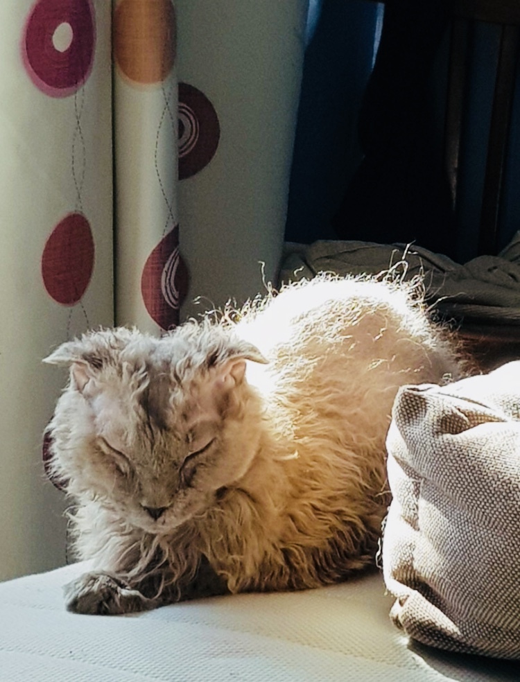 Continuation of the post “The fold-eared cat really needs help. St. Petersburg and Leningrad Region - My, cat, Animal Rescue, In good hands, Saint Petersburg, Leningrad region, Reply to post, Longpost