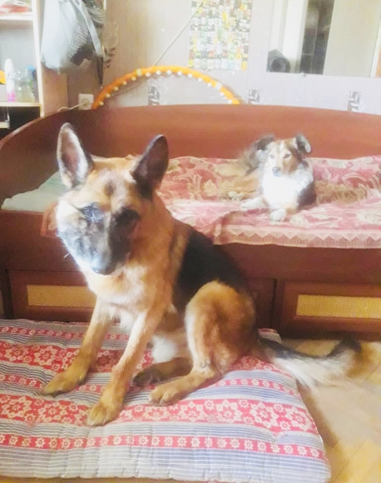 Continuation of the post “A shepherd dog with a tumor on his face, who was thrown out of the bus at the bus stop. We are looking for a home or foster care for him (with full provision). SPB and LO - My, In good hands, Animal Rescue, Dog, Reply to post, Longpost