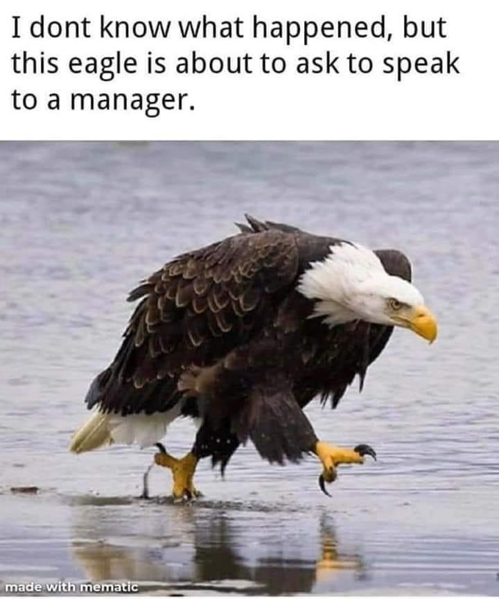 Someone got angry - Picture with text, Bald eagle