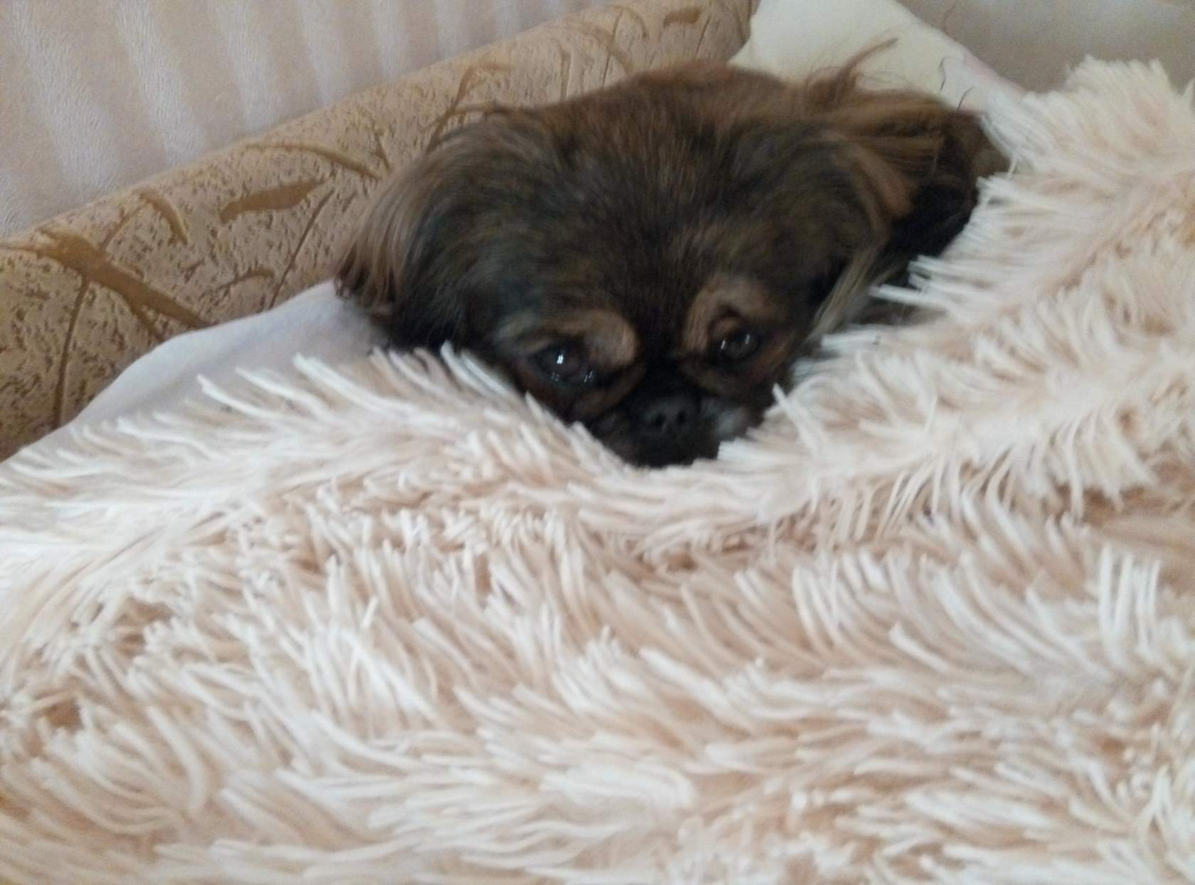 This is what sadness looks like - My, Dog, Pekingese