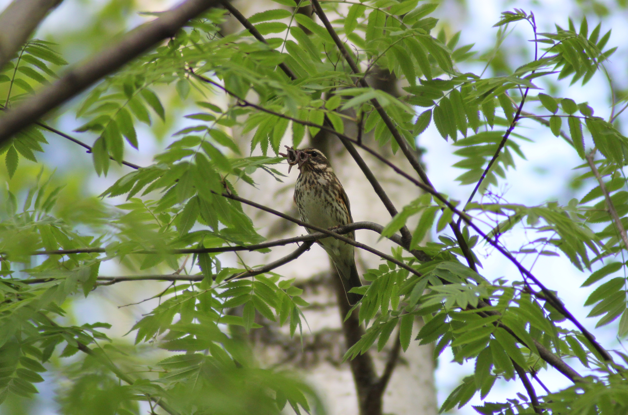 White-browed thrush: feeding chicks - My, Spring, Chick, Birds, Thrush, Nature, Longpost