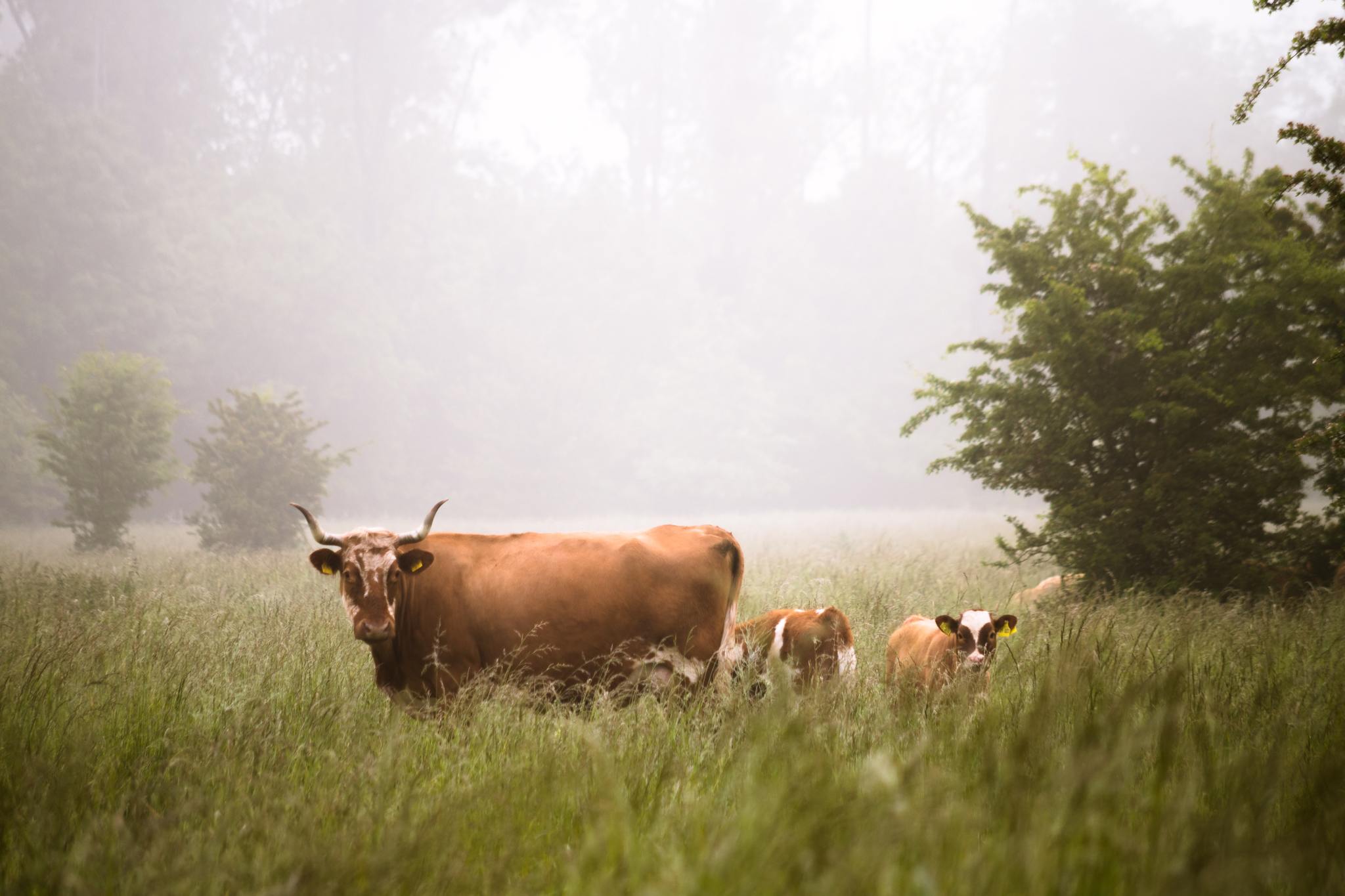 The birth of twins in cows: to rejoice or cry? - My, Cow, Farm, family farm, Fattening of bulls, Video, Longpost, Animals