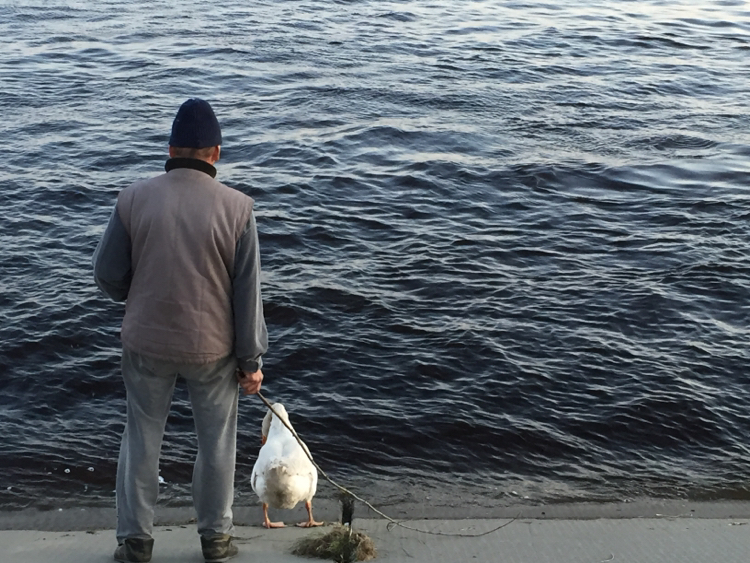 Man, goose and Ob - My, Гусь, Ob, Walk, Evening, Longpost, Birds