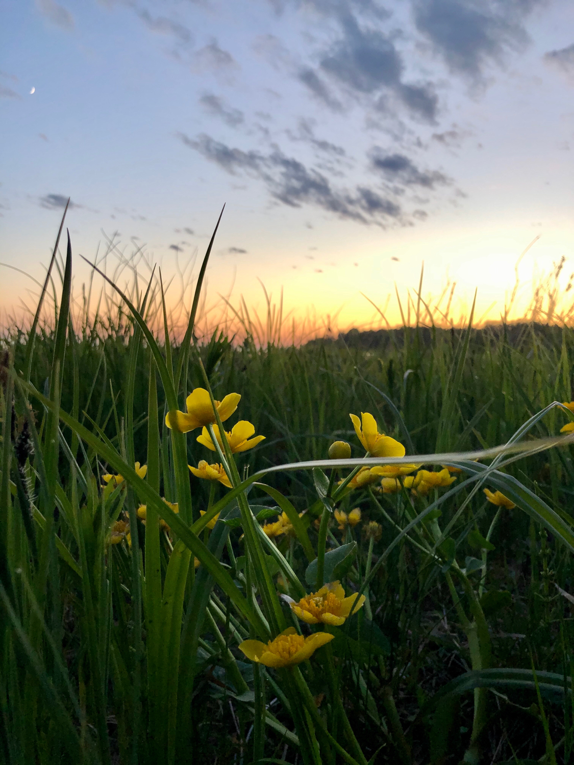 White nights are coming - My, Flowers, Sunset, White Nights, Mobile photography