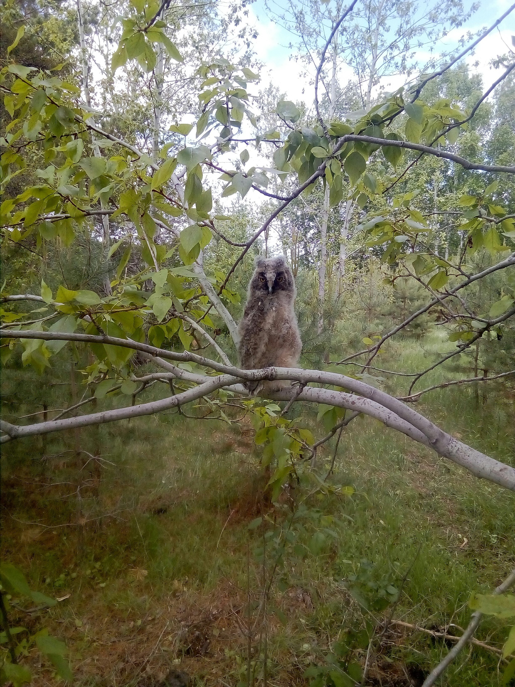 Owl - My, Owl, Chick, The photo, Nature, Video, Longpost, Birds