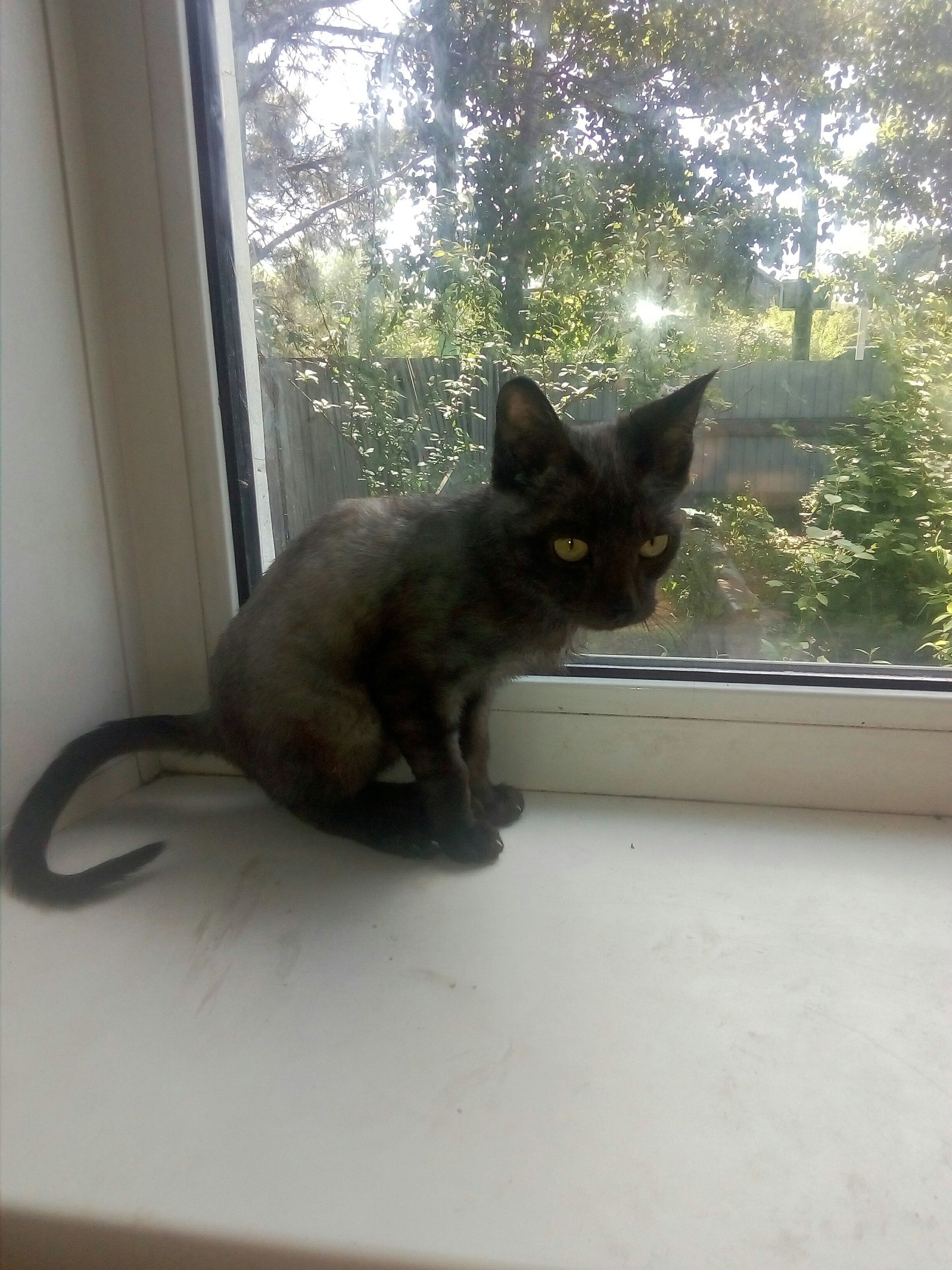 Help me identify the cat breed!!! - My, cat, Kittens, Longpost