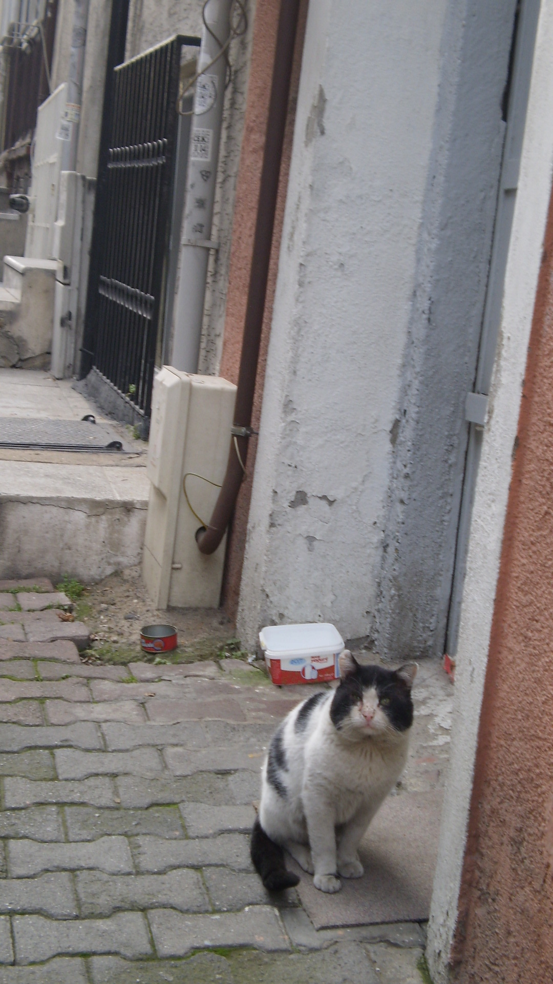 Just cats of Istanbul - My, cat, Istanbul, Turkey, Longpost