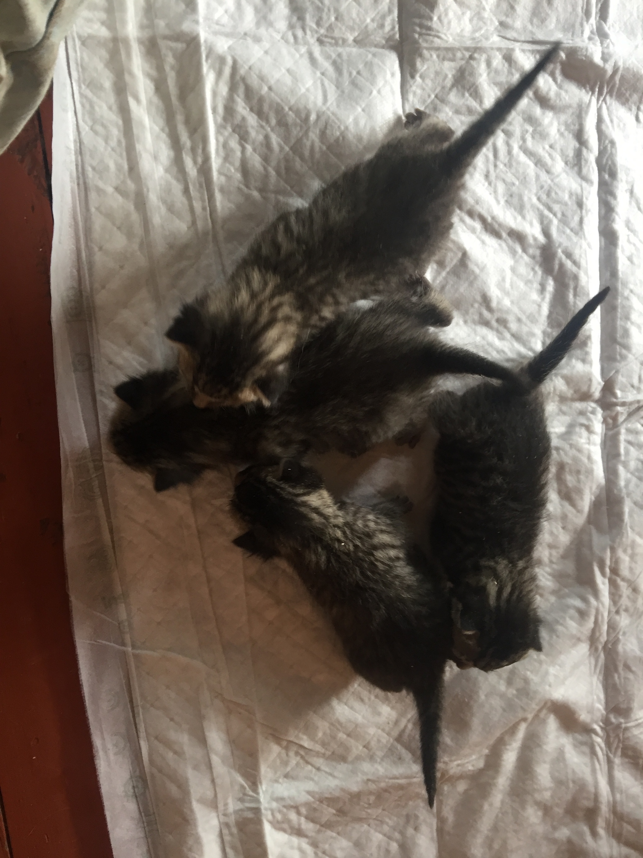 Continuation of the post “We took two cats who were caught for sterilization while pregnant. From stress they began to give birth. The kittens would be euthanized in the morning. - My, cat, Kittens, Video, Reply to post, Longpost