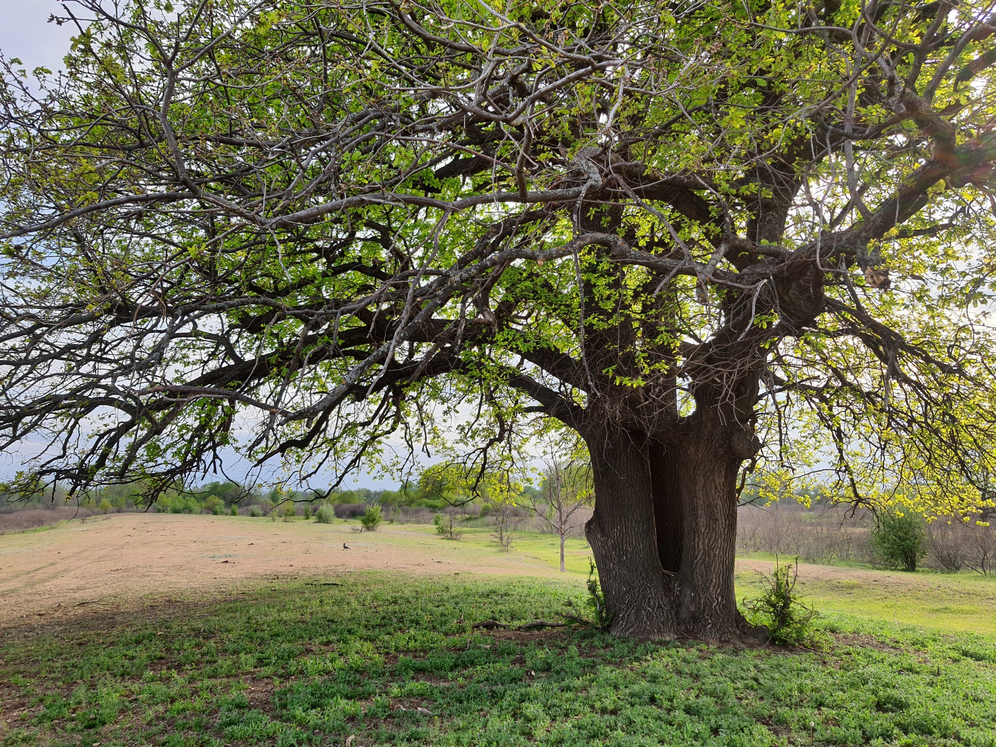 About the climate in Volgograd - My, Volgograd, Nature, Climate, Longpost