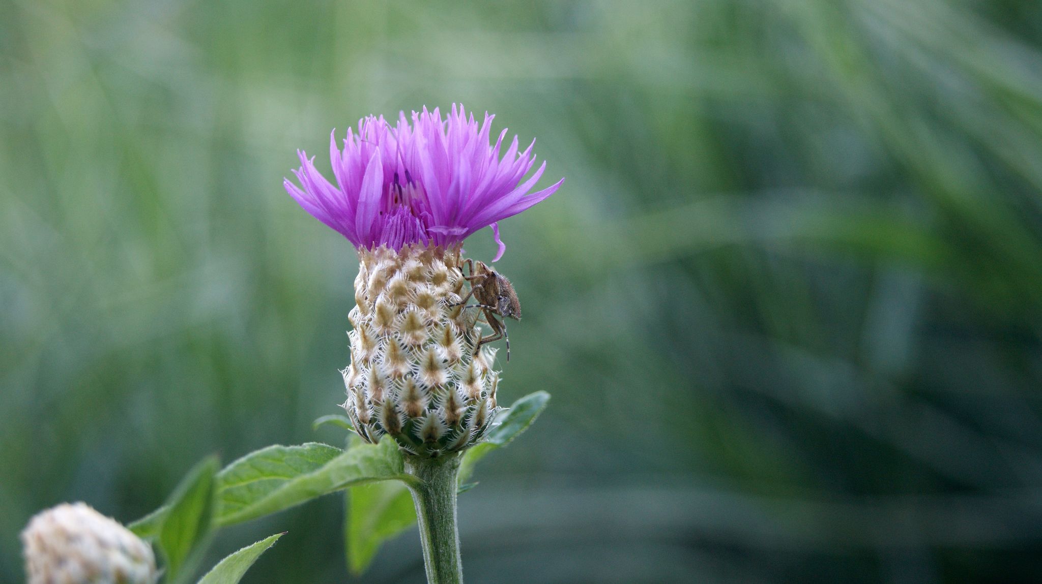 Macro photo - Macro photography, Macrocosm, Thistle, Bedbugs