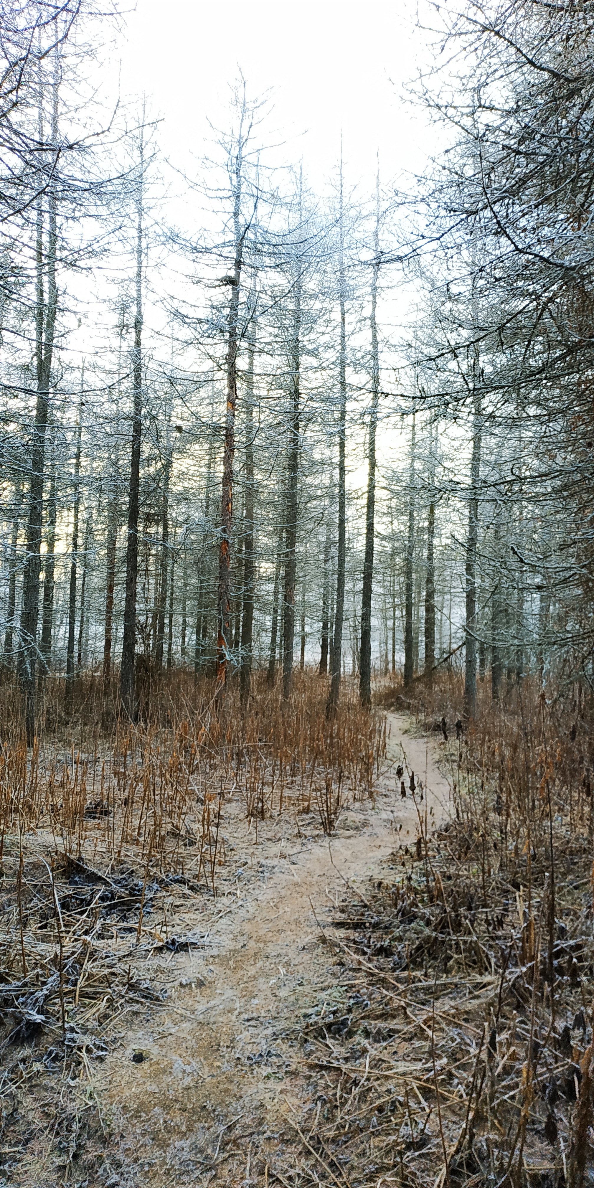 Lindulovskaya Grove this winter - My, Lindulovskaya grove, Karelian Isthmus, Longpost