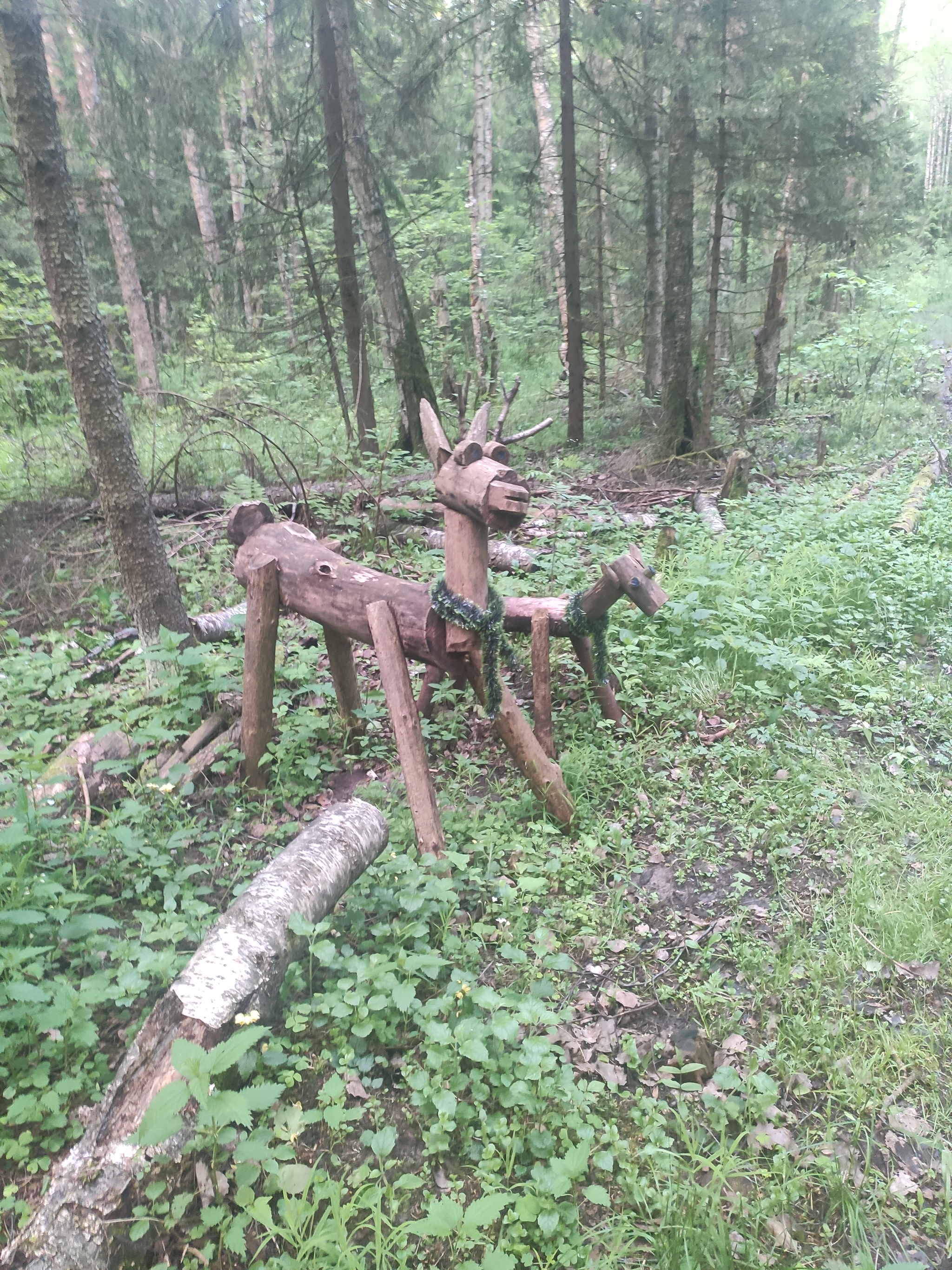 Чудеса в лесу - Моё, Фотография, Лес, Интересное, Необычное, Длиннопост