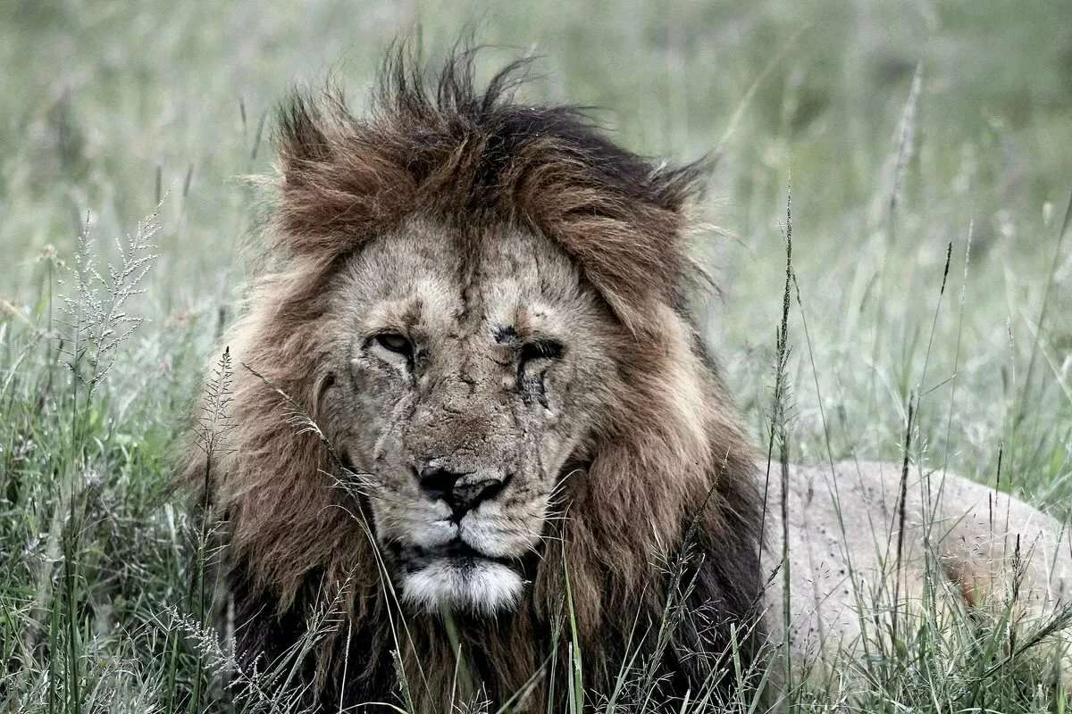 Post #7505523 - a lion, Pride, Animals, Video, Longpost, Yandex Zen