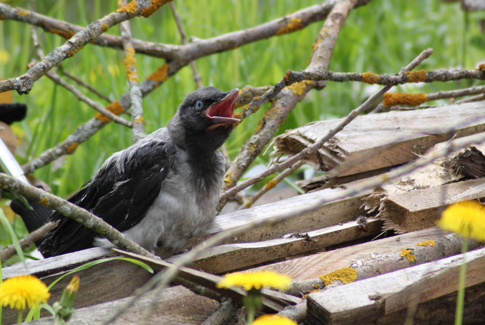 Little Crow's First Journey - My, Birds, Crow, Cell, Bird watching, Longpost