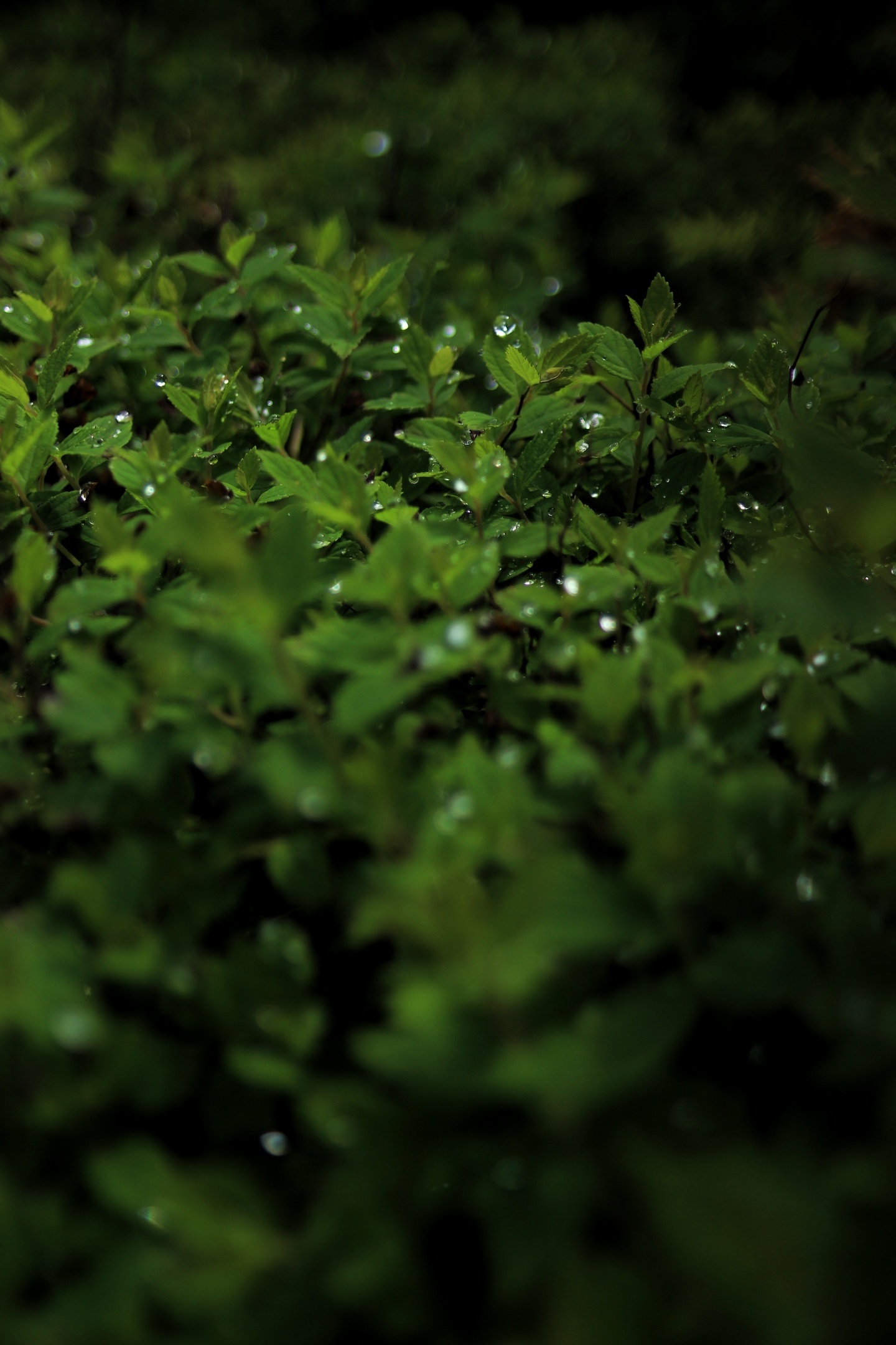 After the rain - My, Plants, The photo, Nature, Moscow, Relax, Longpost