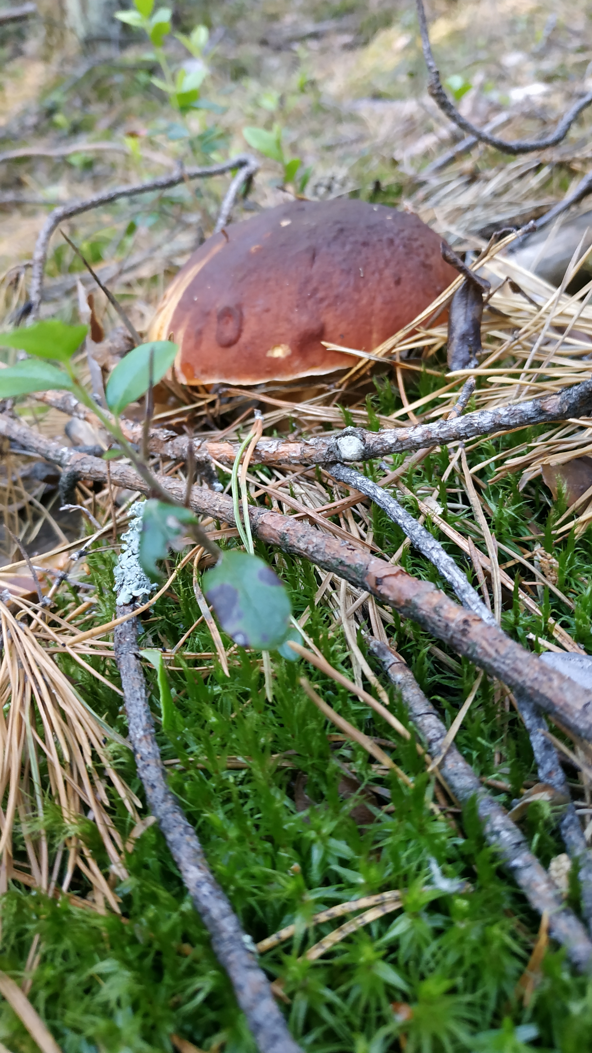 Mushrooms-2 - My, Walk in the woods, Mushrooms, Borovichki, Longpost