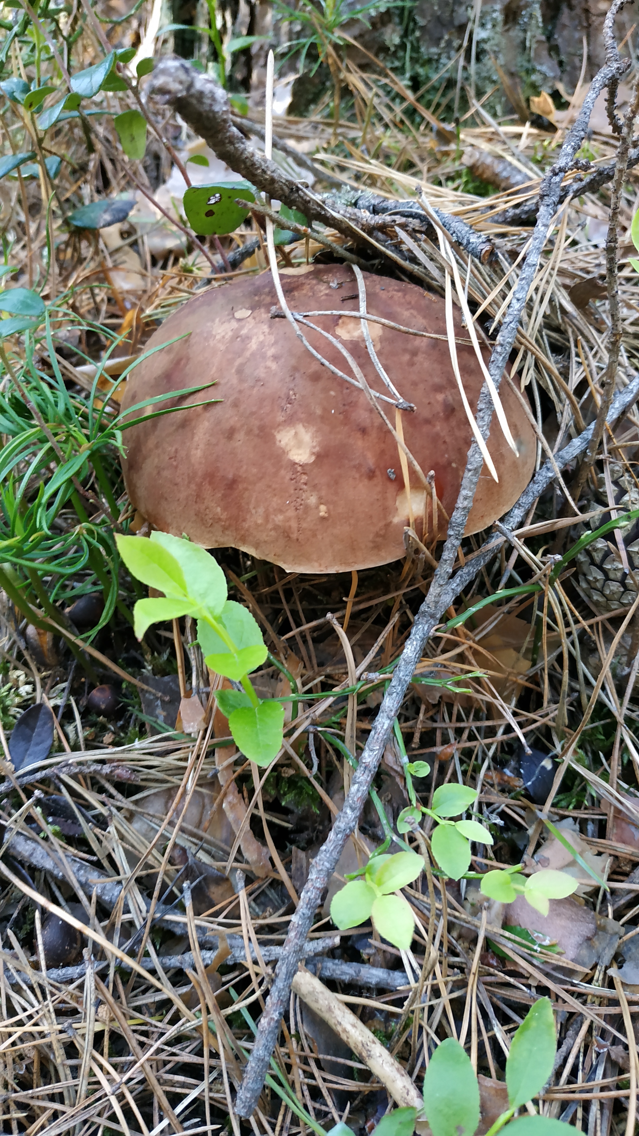 Mushrooms-2 - My, Walk in the woods, Mushrooms, Borovichki, Longpost