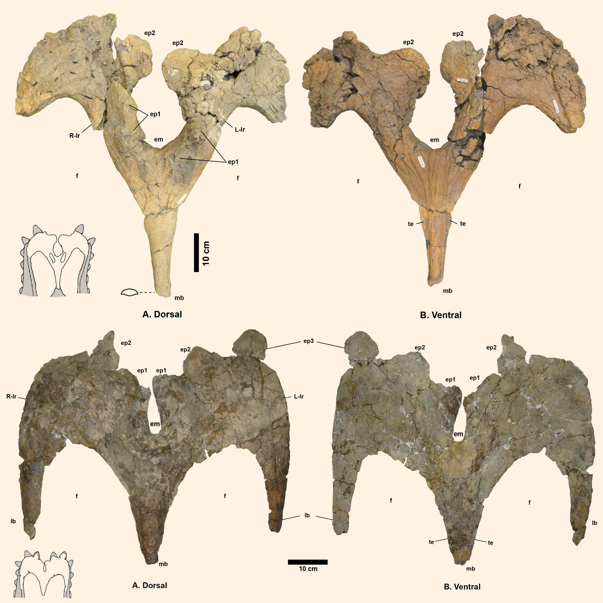 Two less missing links. Paleontologists have discovered transitional forms of ceratopsians - My, Paleontology, Dinosaurs, Evolution, The science, Longpost