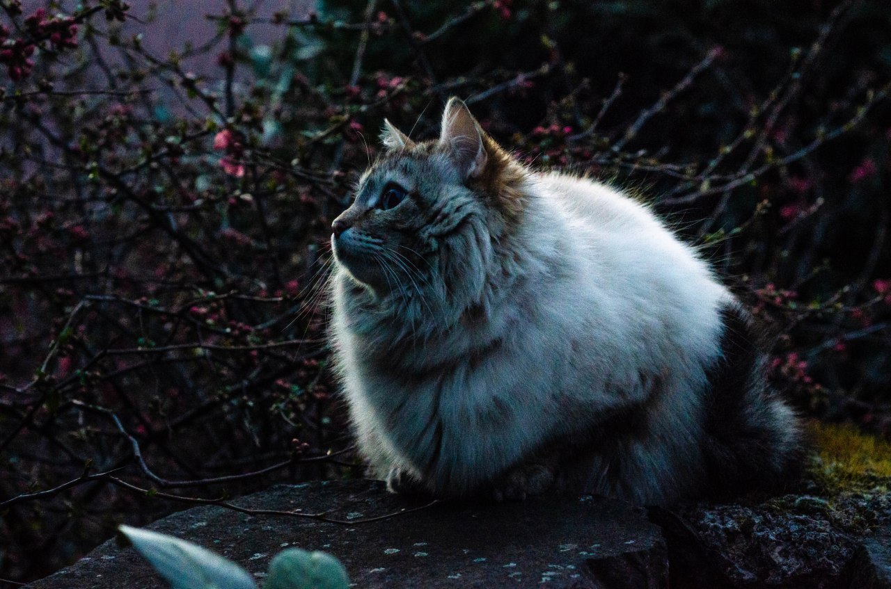 Just a cat - My, cat, Spring, Fluff, Longpost