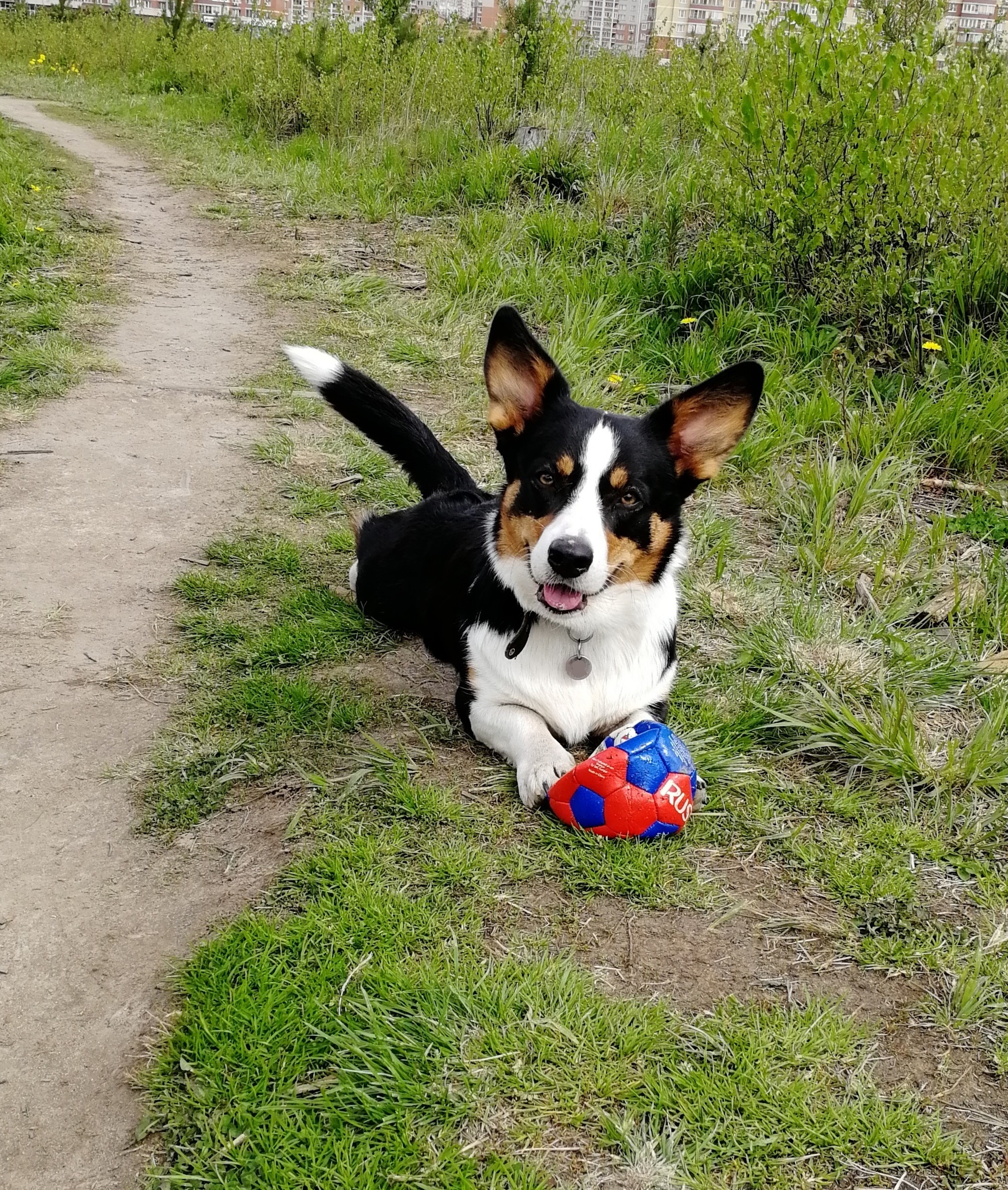 Need Cortavance for a dog - My, Welsh Corgi Cardigan, Moscow, Dog, Veterinary, No rating