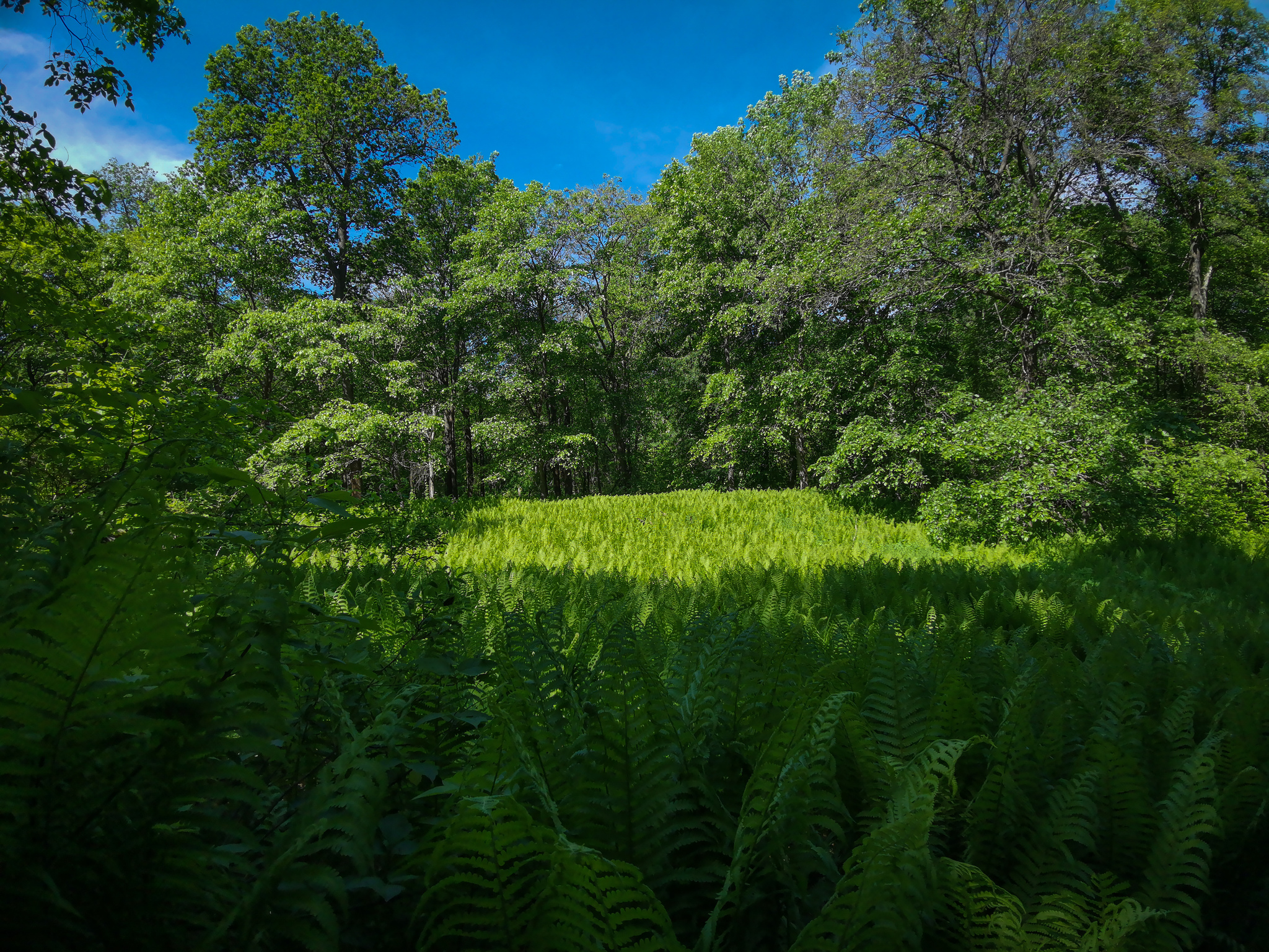 Fern Valley - My, Mobile photography, Fern, Forest, wildlife