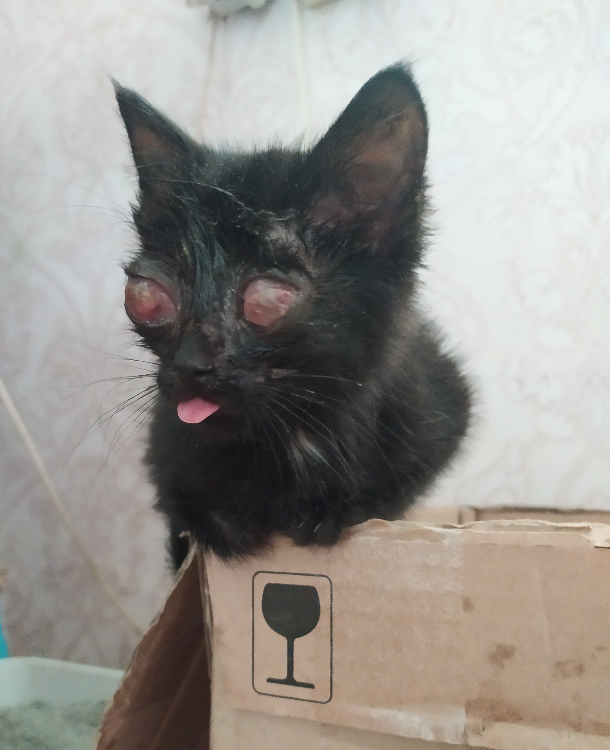 Слепой котенок | Пикабу