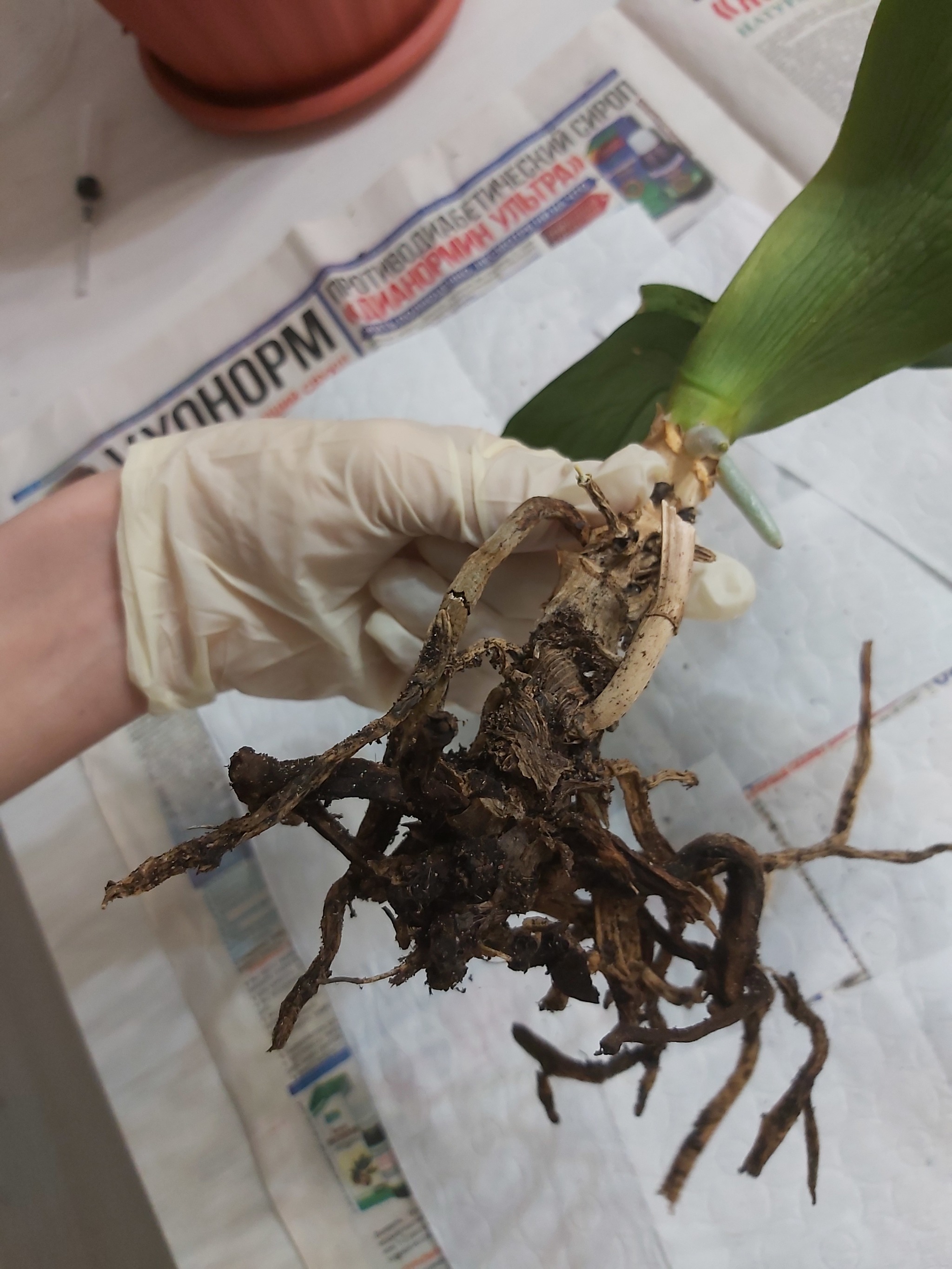 Phalaenopsis roots - My, Houseplants, Floristics, Longpost