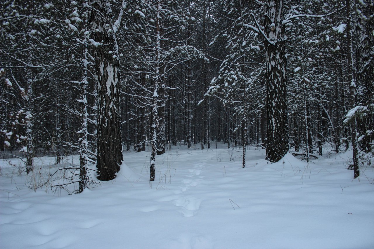 Ural winter - My, Nature, The nature of Russia, Winter, Sverdlovsk region, Longpost