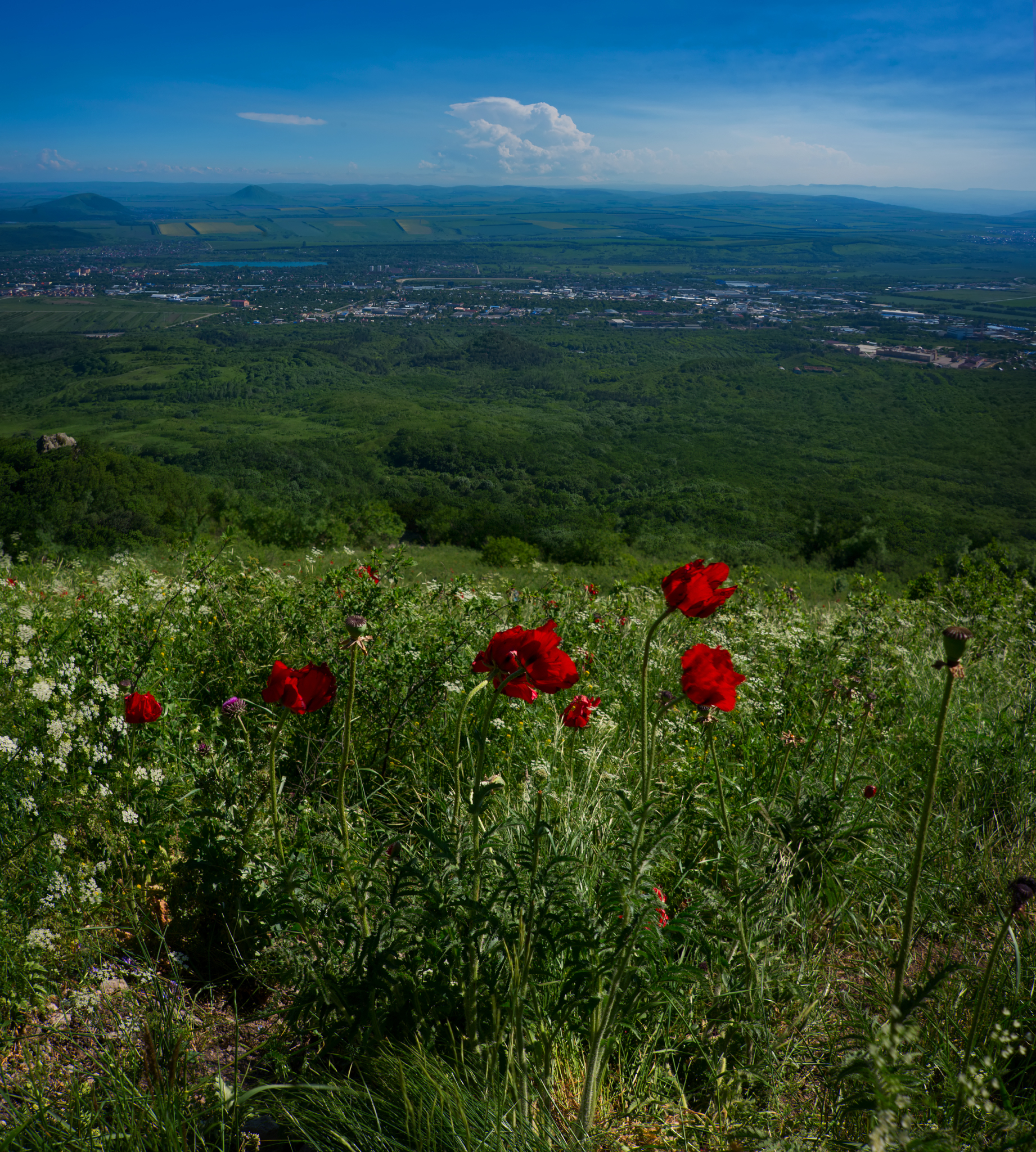 Реликтовые маки на бештау фото