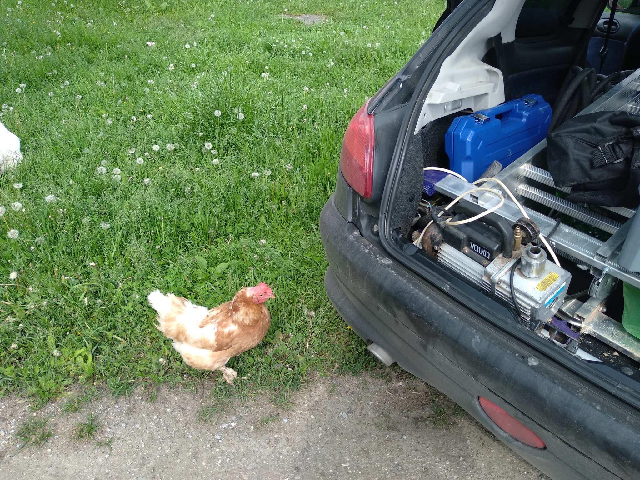 Can you give me a lift to the next chicken coop? - My, Birds, Hen, Curiosity, Video, Longpost