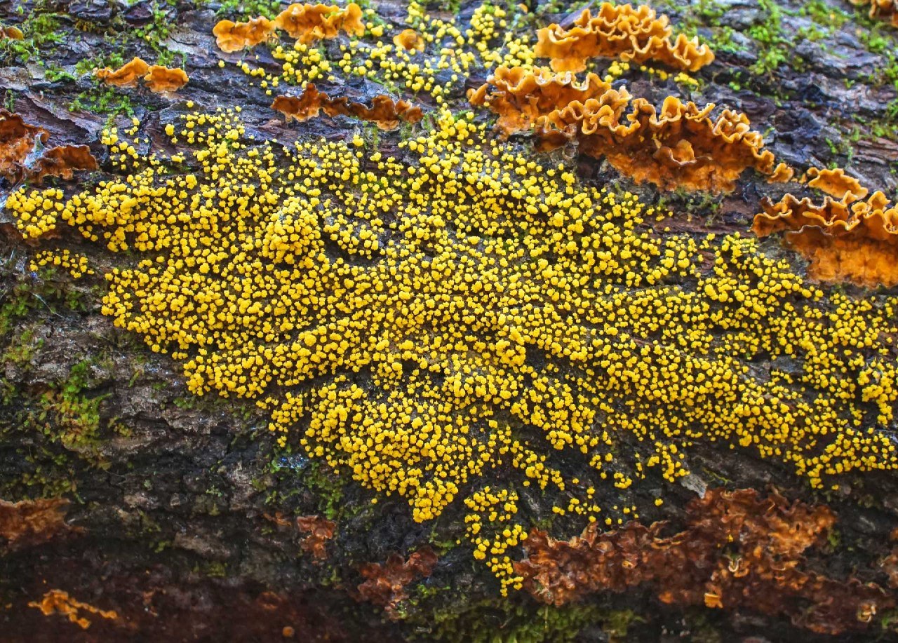 Slime molds (Myxomycota) - part 3 - My, Biology, League of biologists, Slime molds, Interesting, Video, Longpost