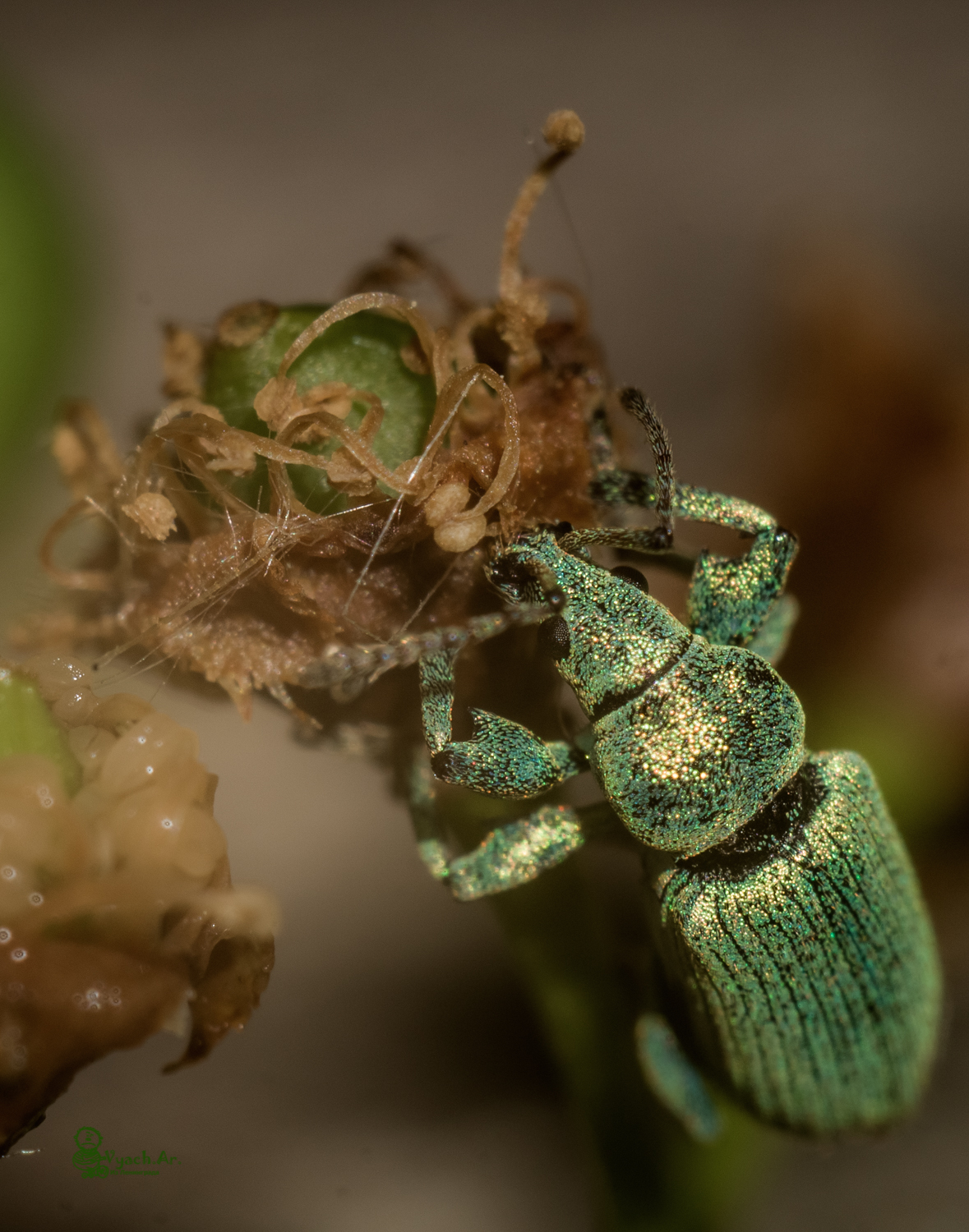 Took a walk today - My, Walk, The photo, Saint Petersburg, Insects, Longpost