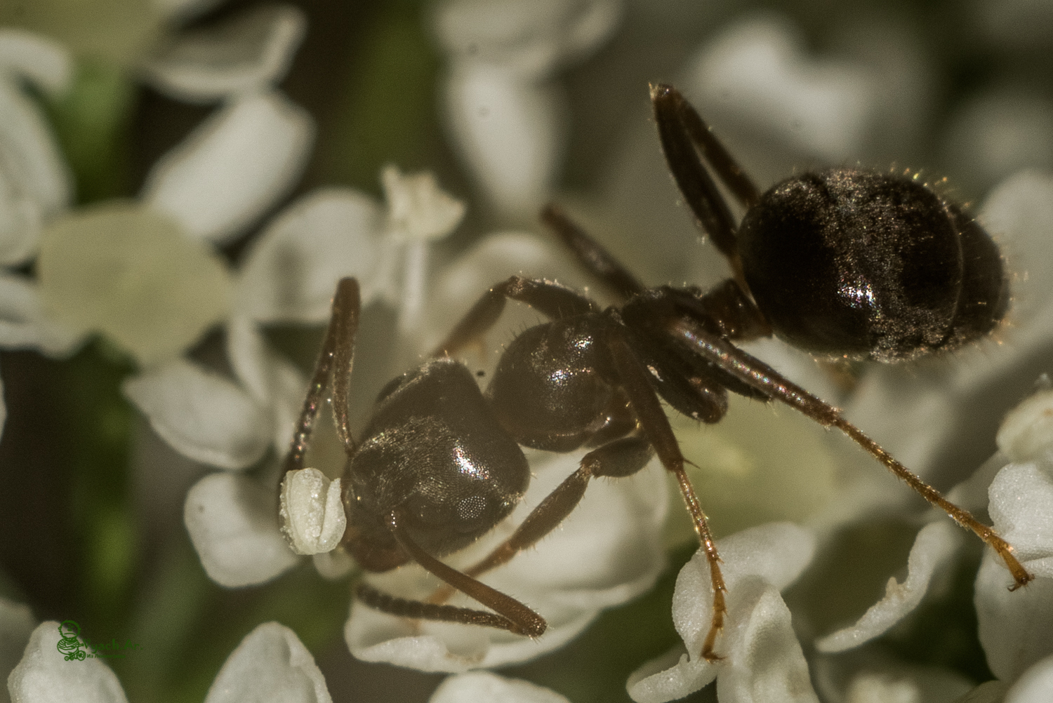 Took a walk today - My, Walk, The photo, Saint Petersburg, Insects, Longpost