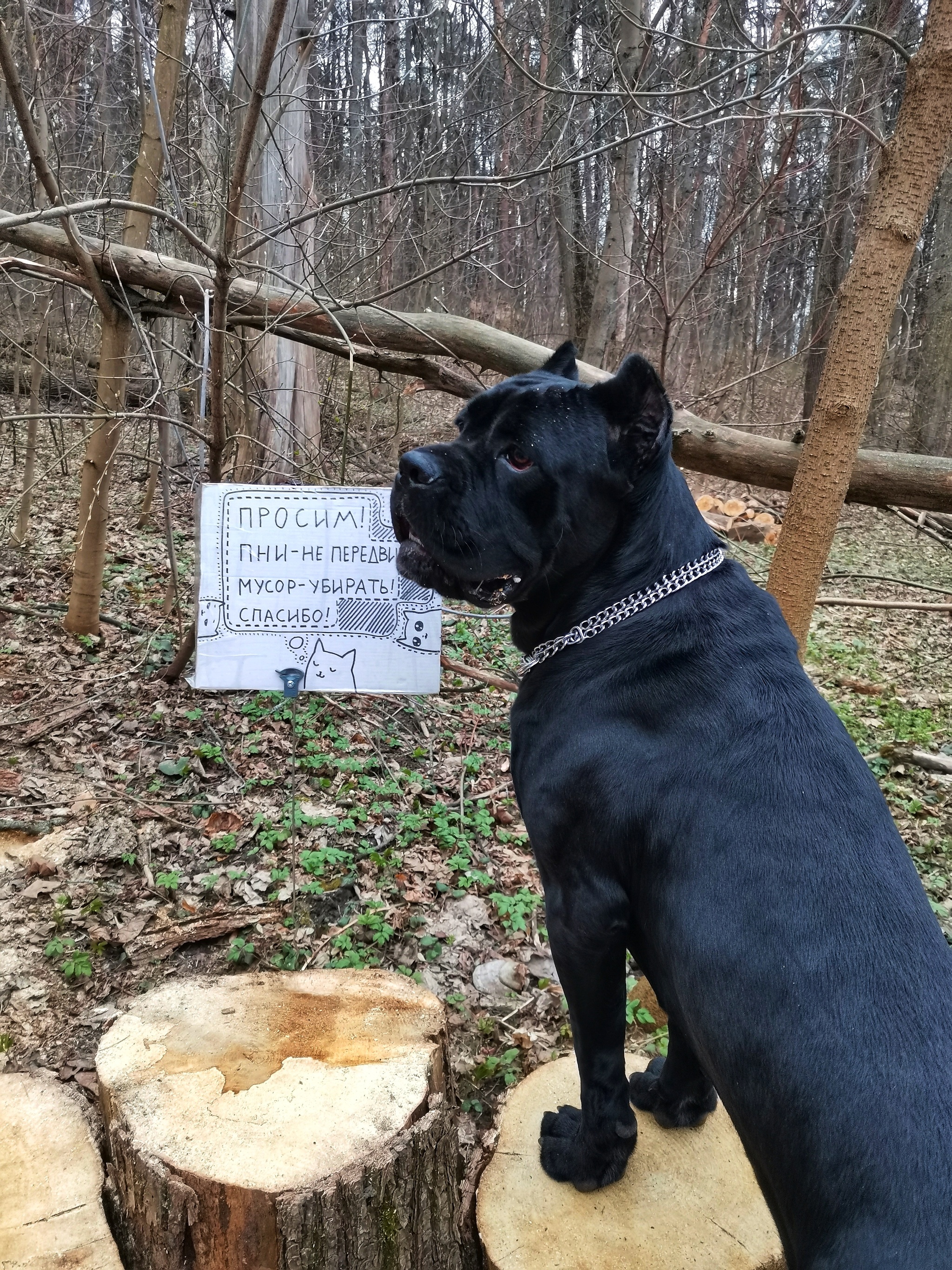 Cane Corso. A love story - My, Cane Corso, Dog, Dogs and people, Longpost