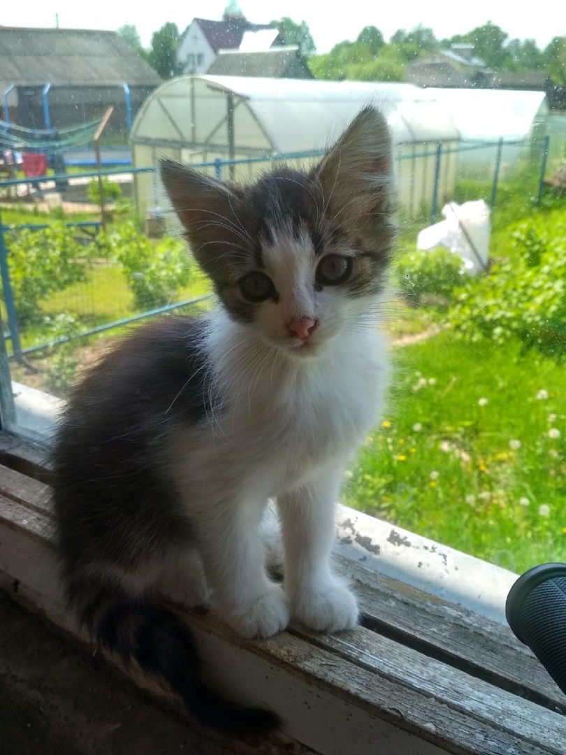 Fluffy in good hands - My, In good hands, Kittens, No rating, Moscow region, Longpost, cat