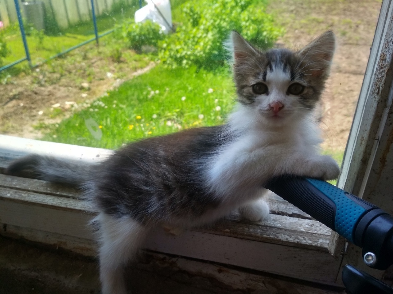 Fluffy in good hands - My, In good hands, Kittens, No rating, Moscow region, Longpost, cat