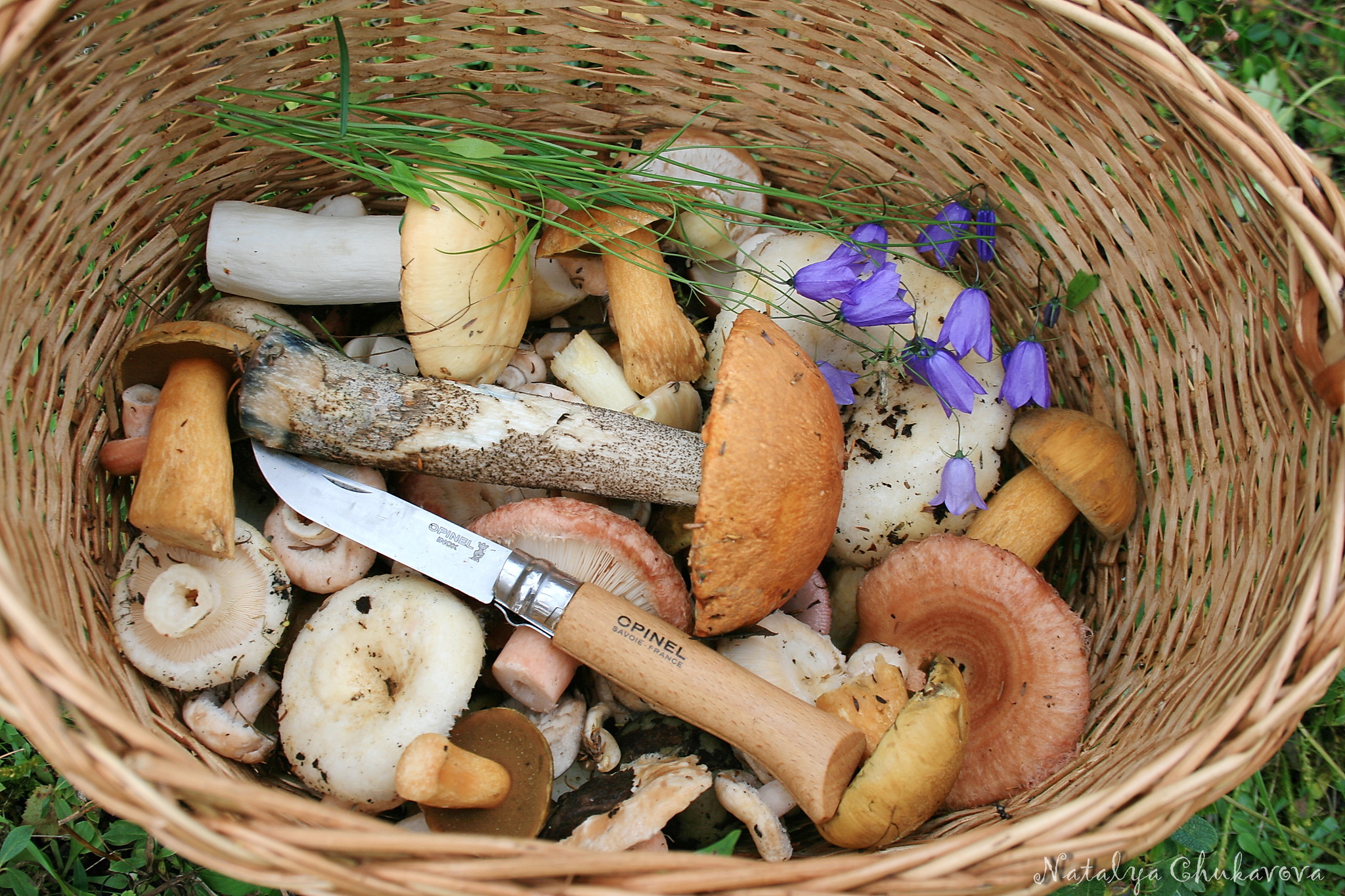 Mushroom still life - My, Mushrooms, Mushroom pickers, Still life