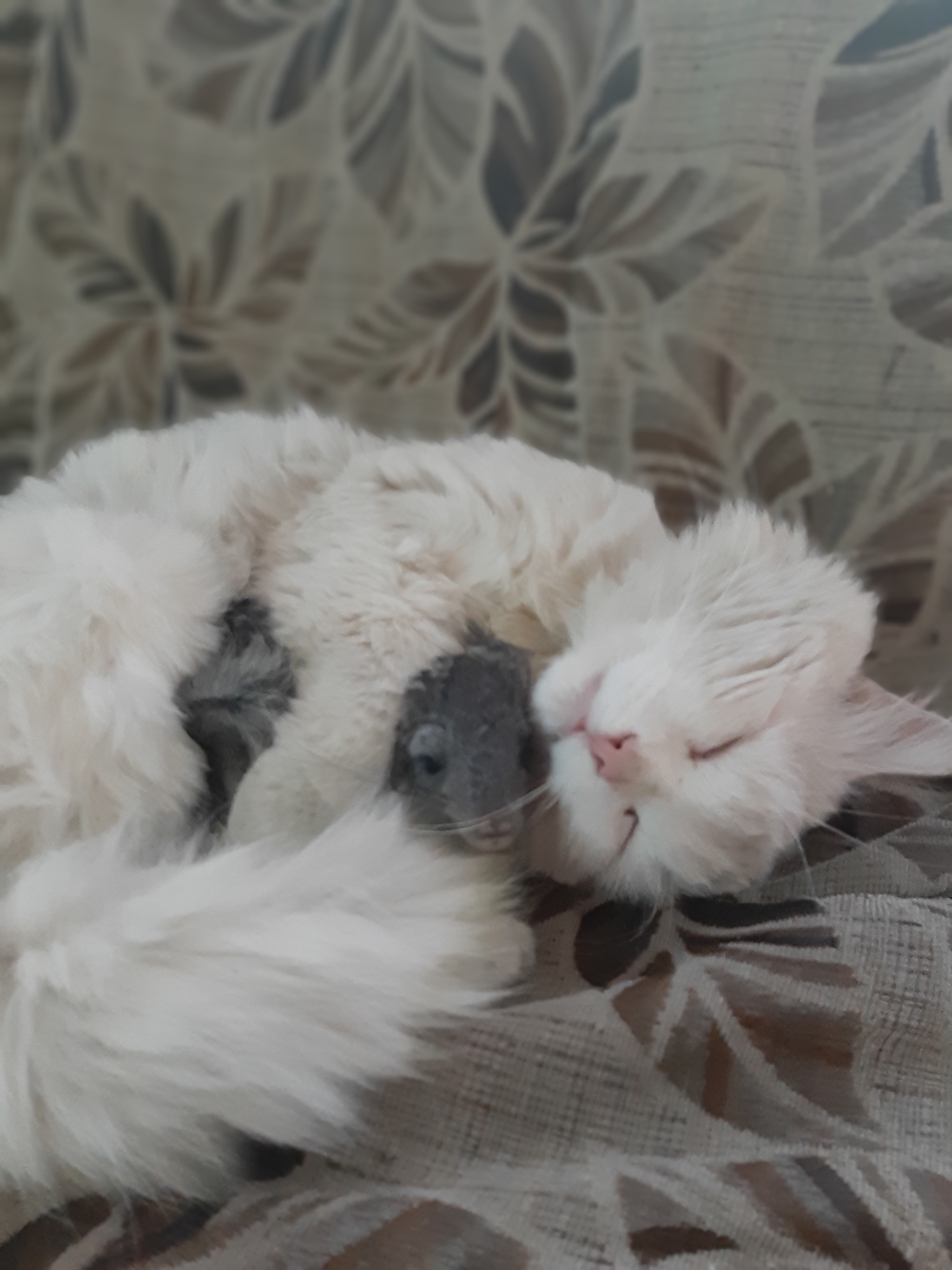 Just a cat and a chinchilla [Do not repeat!] - My, Milota, cat, Longpost