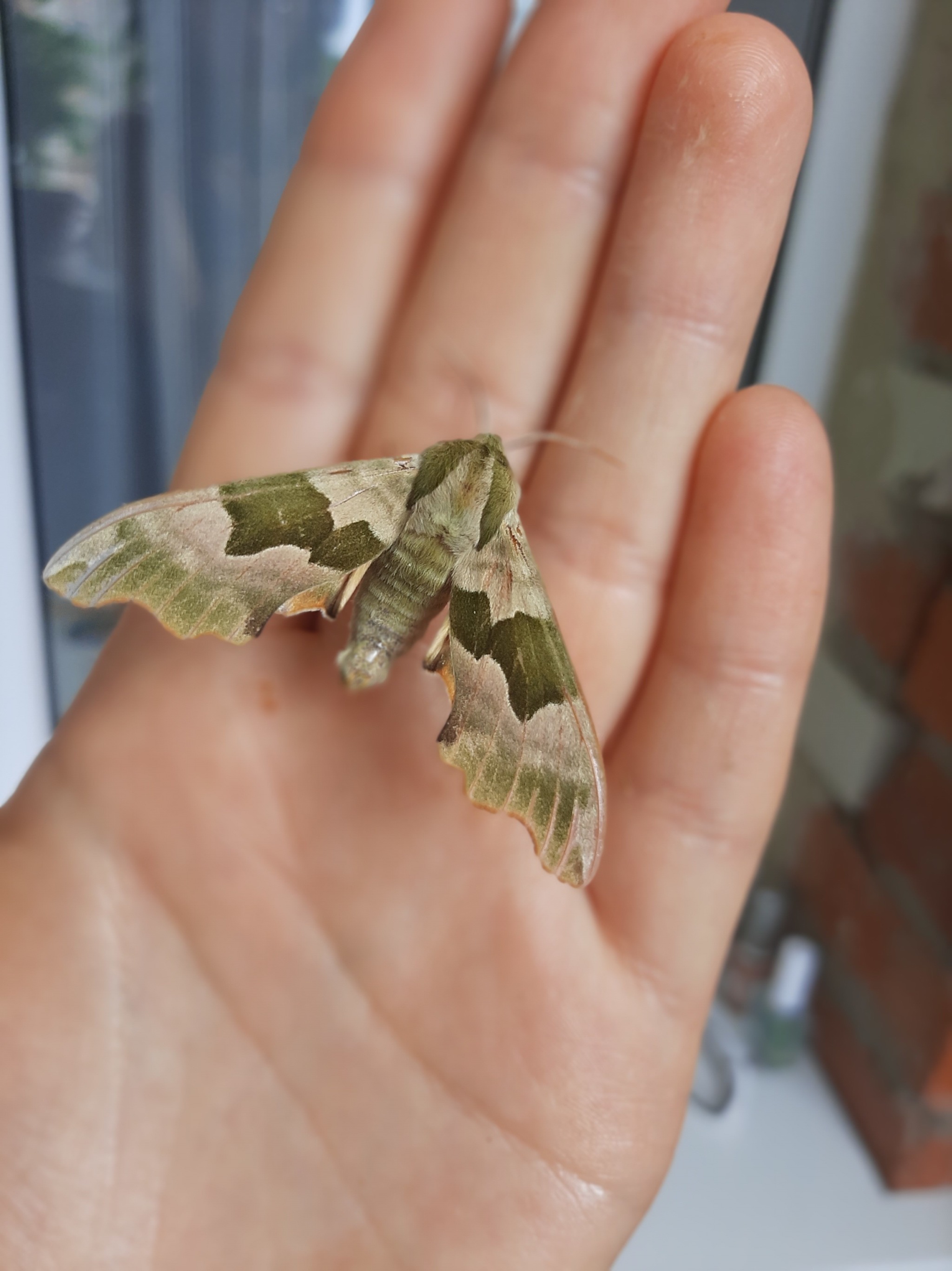 Tell me, what kind of butterfly is this? - My, Entomology, Entomologists, Butterfly, Nature, Longpost, Insects, Hawk