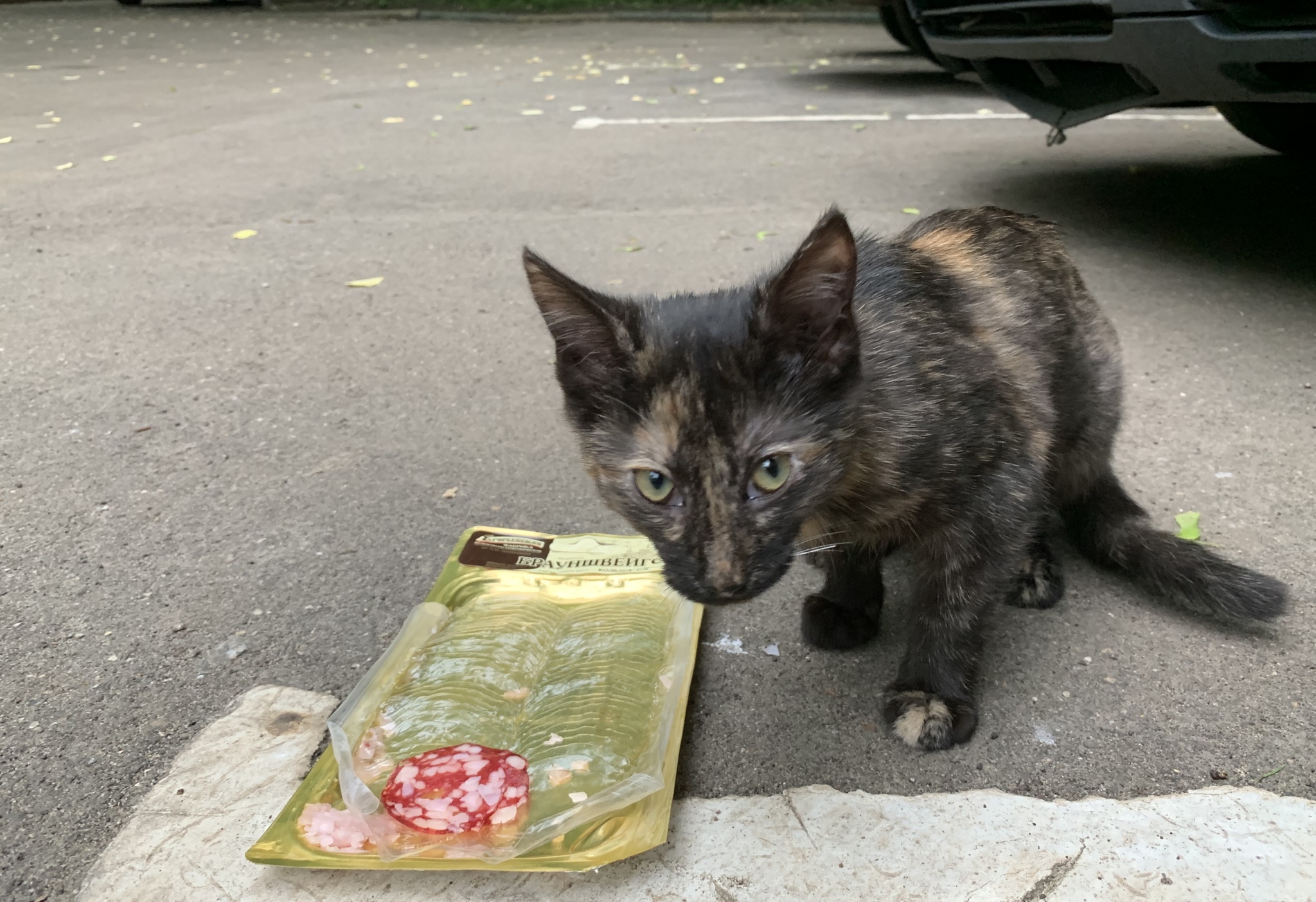 Kitten in good hands - My, cat, In good hands, Moscow, Shchelkovskoye metro station, Help, No rating