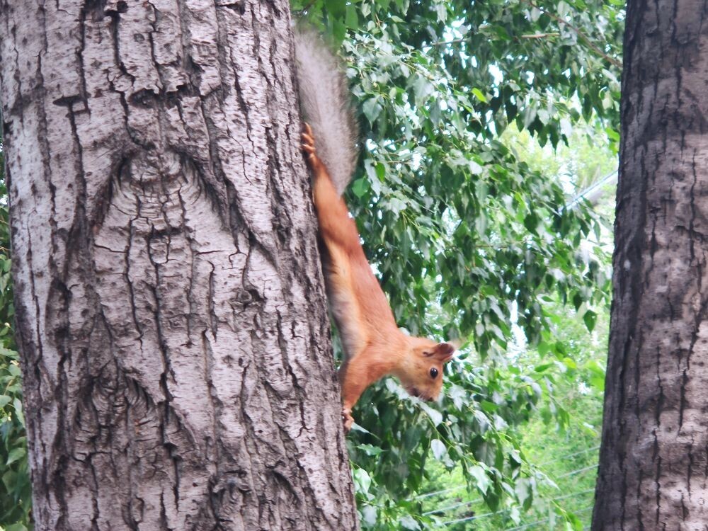 I caught a squirrel today - My, Squirrel, Town, Longpost