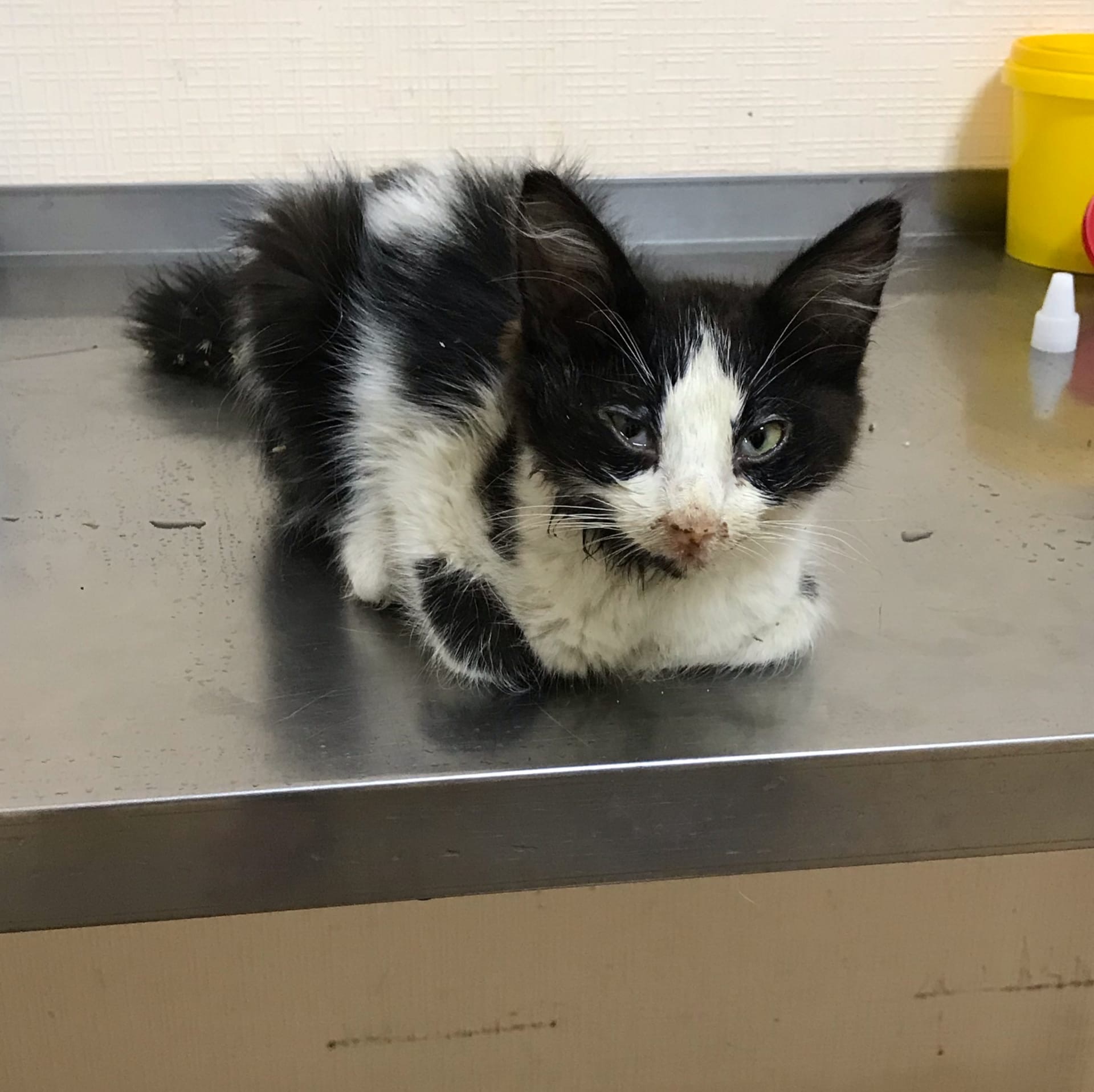 Trite: A kitten with a difficult fate is in good hands! - My, Astrakhan, Help, In good hands, Homeless animals, cat, No rating, Vet clinic, Volunteering, Video, Longpost