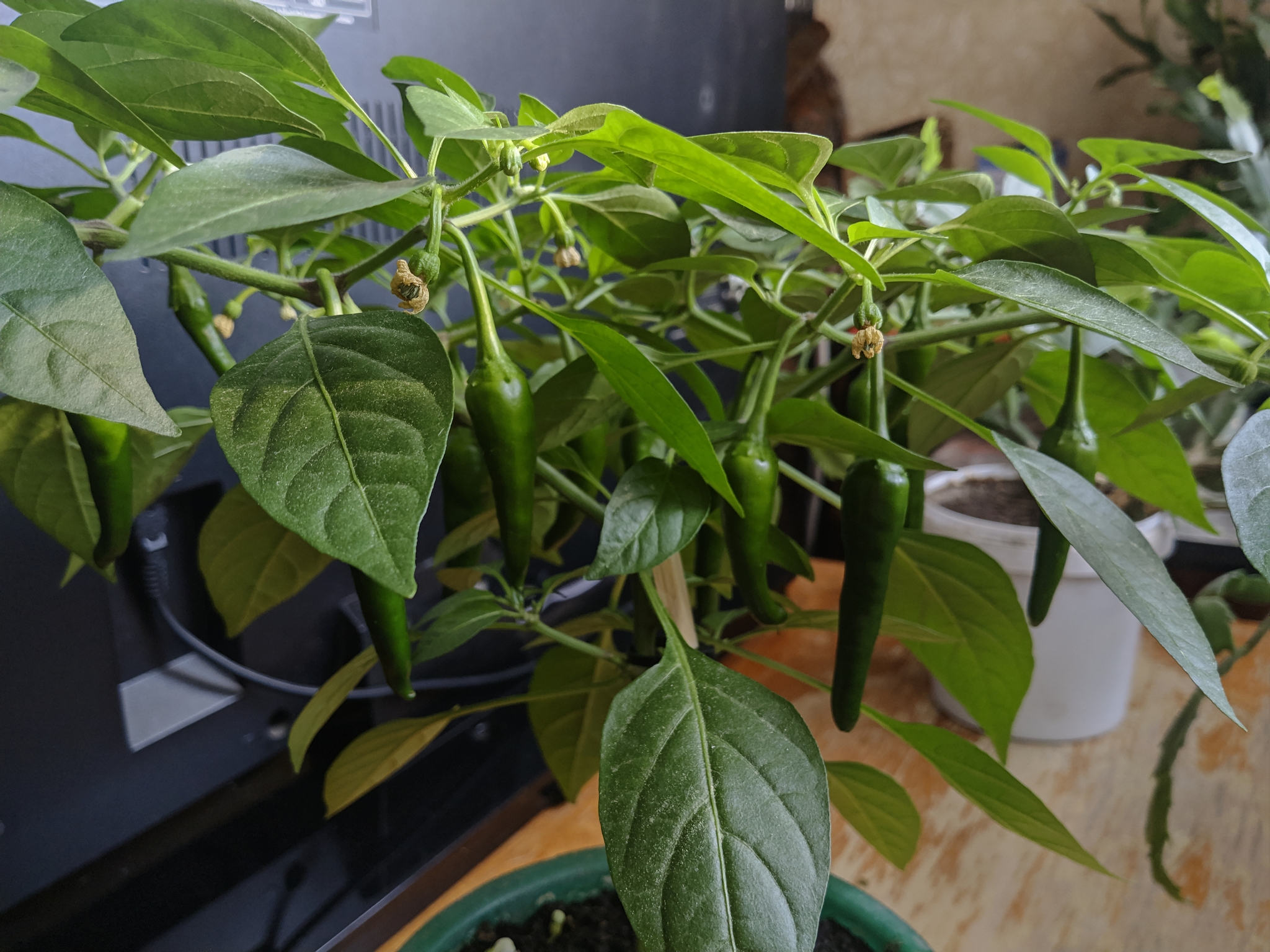 Questions about growing peppers - My, Pepper, Hot peppers, Growing, Longpost