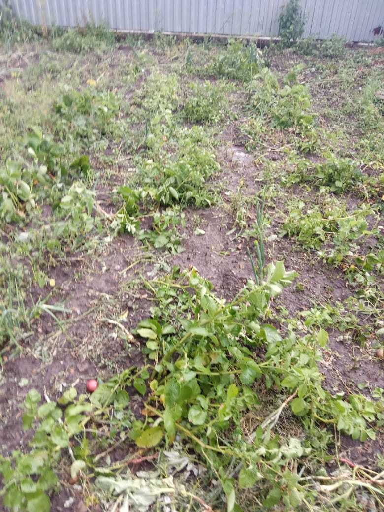 Krasnodar region Belorechensk district. hail - My, Hail, Anomaly, Harvest, Longpost