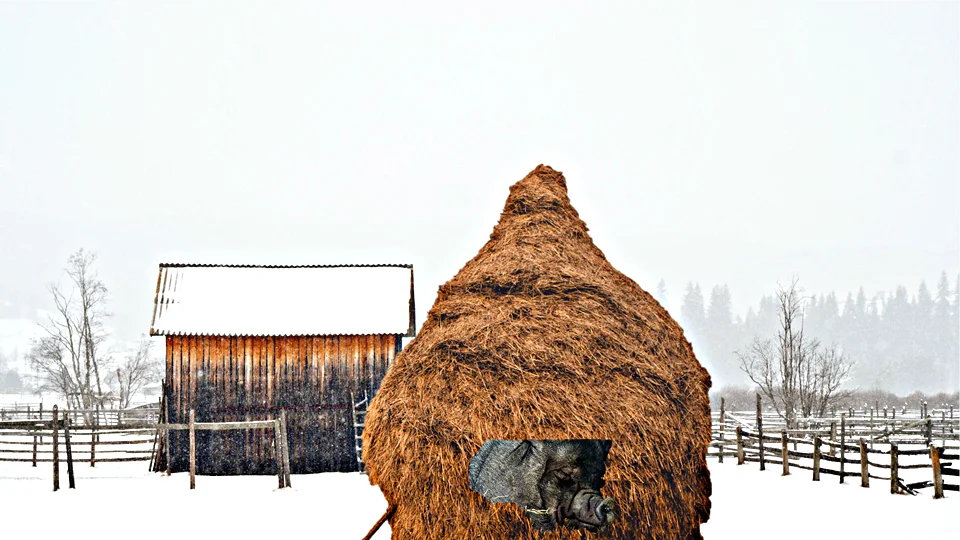 How pigs were raised in harsh Siberia in the USSR - My, Сельское хозяйство, Pig, Farmer, Useful, Advice, Video, Longpost