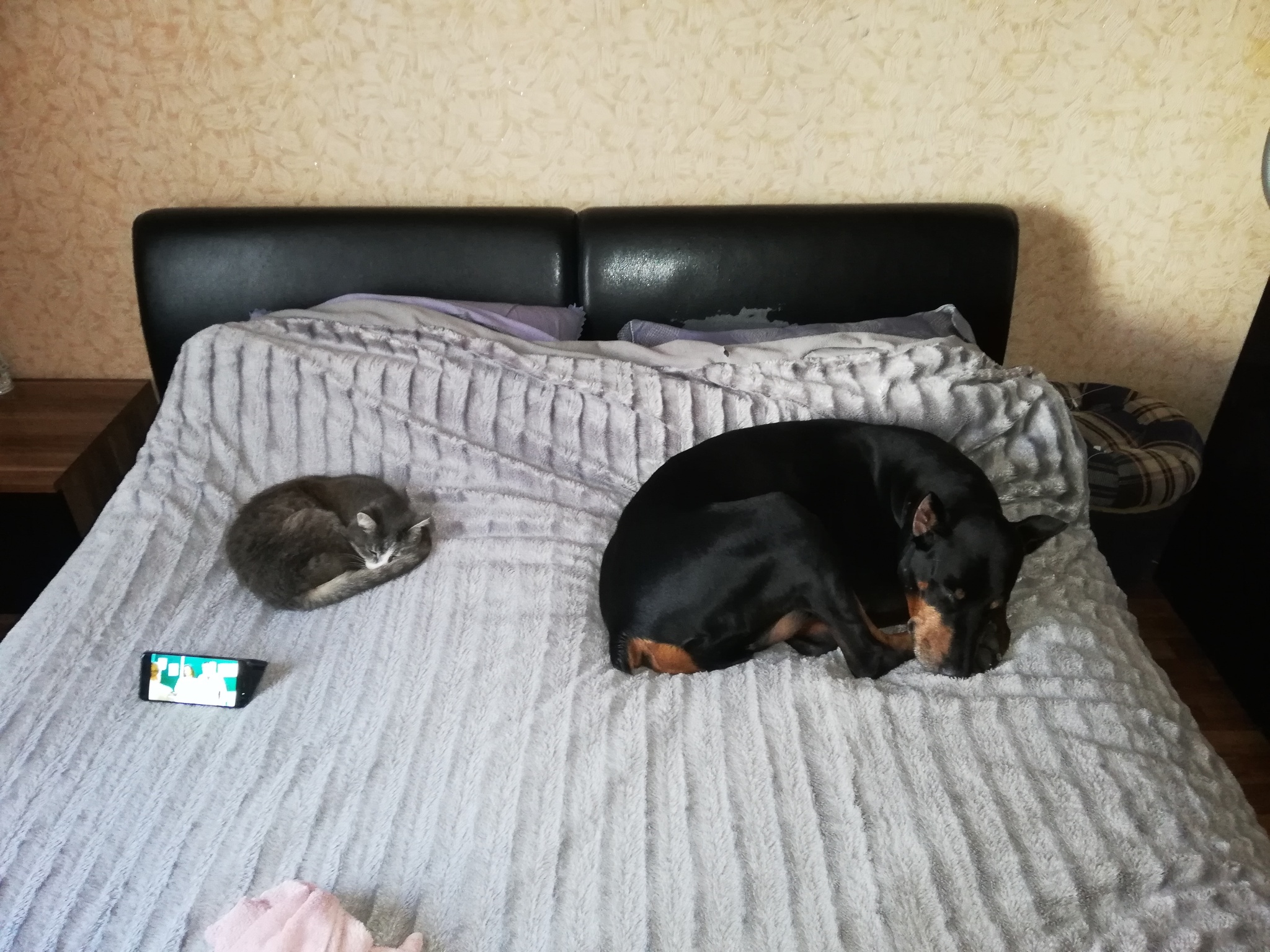 The kids are sleeping - My, Doberman, cat