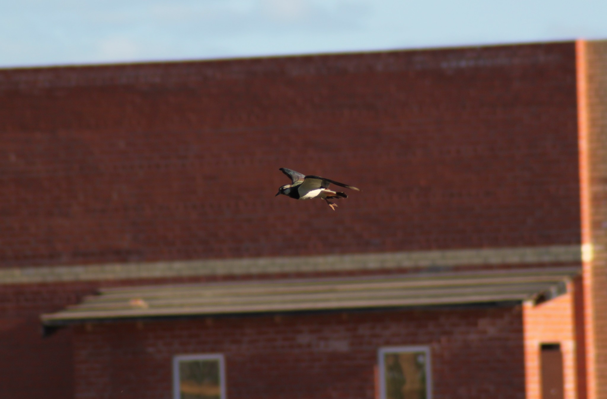 First meeting with lapwing - My, Birds, Bird watching, Nature, Longpost