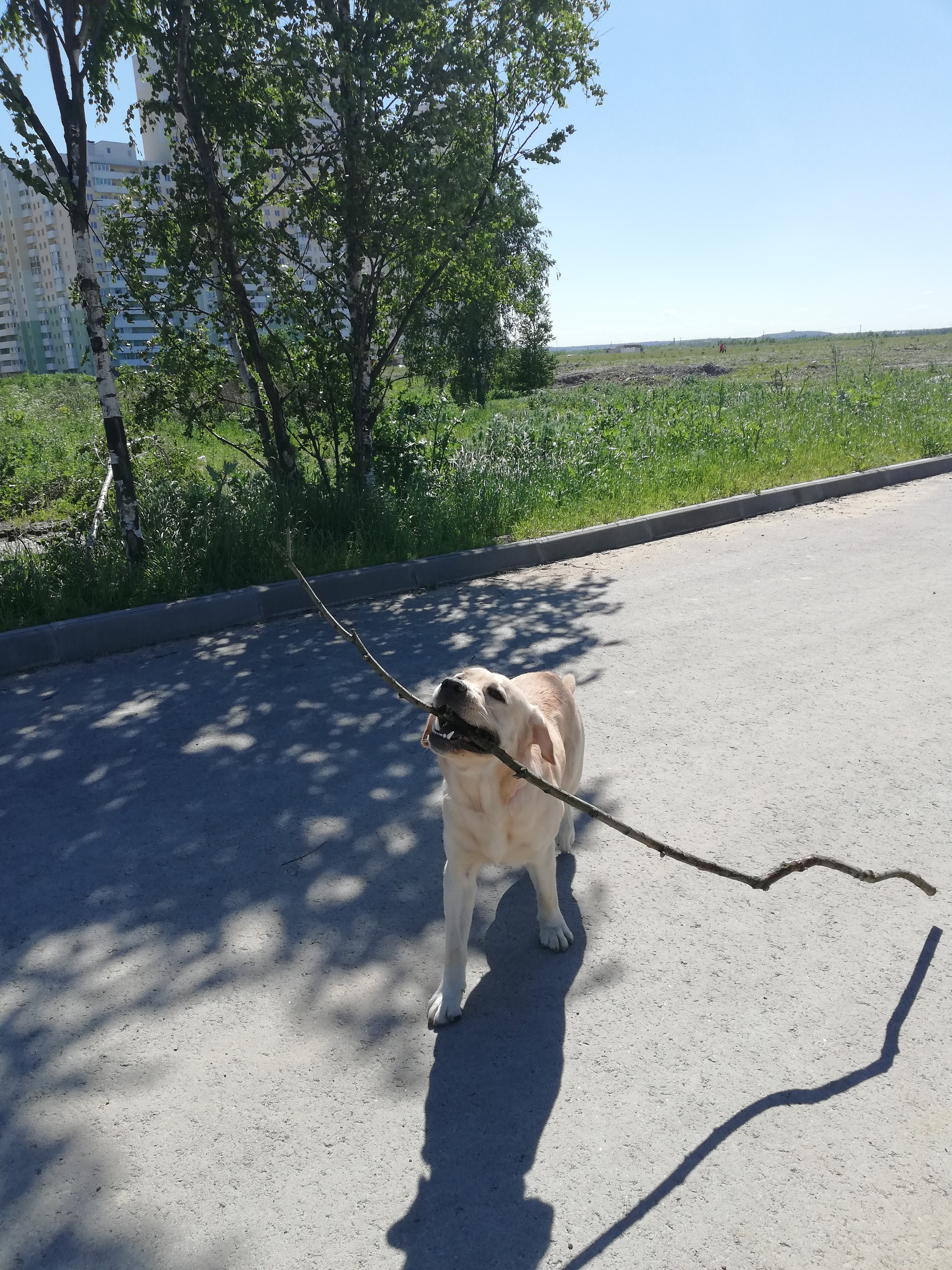 When you were allowed to take only one stick with you - My, Labrador, Dog, Stick, Funny animals, Longpost