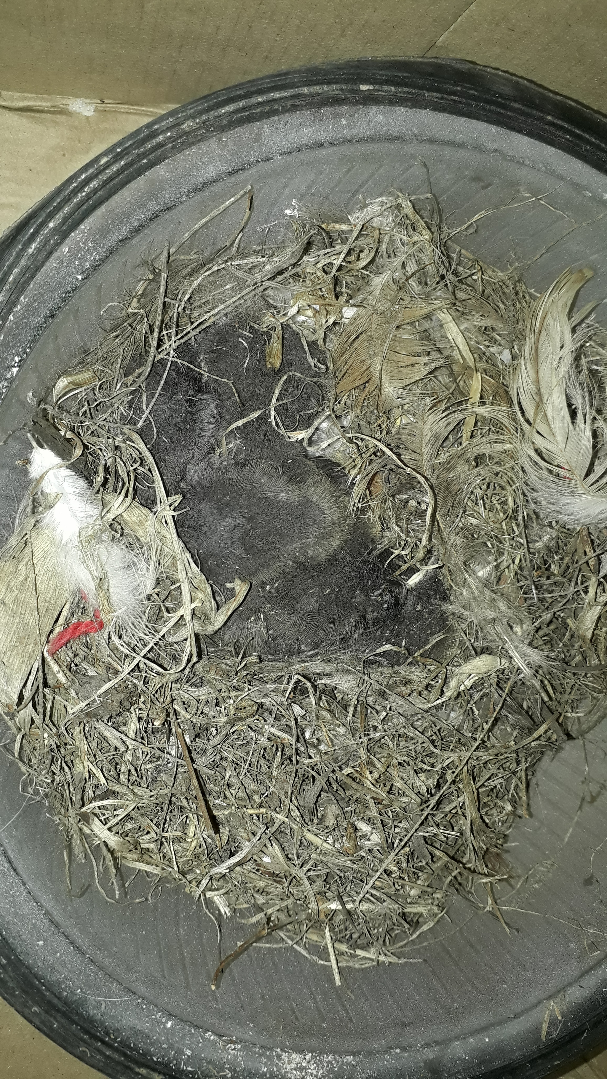 What should we do to make sure they survive? - My, No rating, Ornithology League, Urgently, Longpost, Video